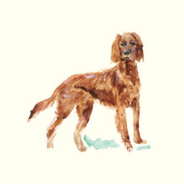 Irish Setter Watercolor Art Print