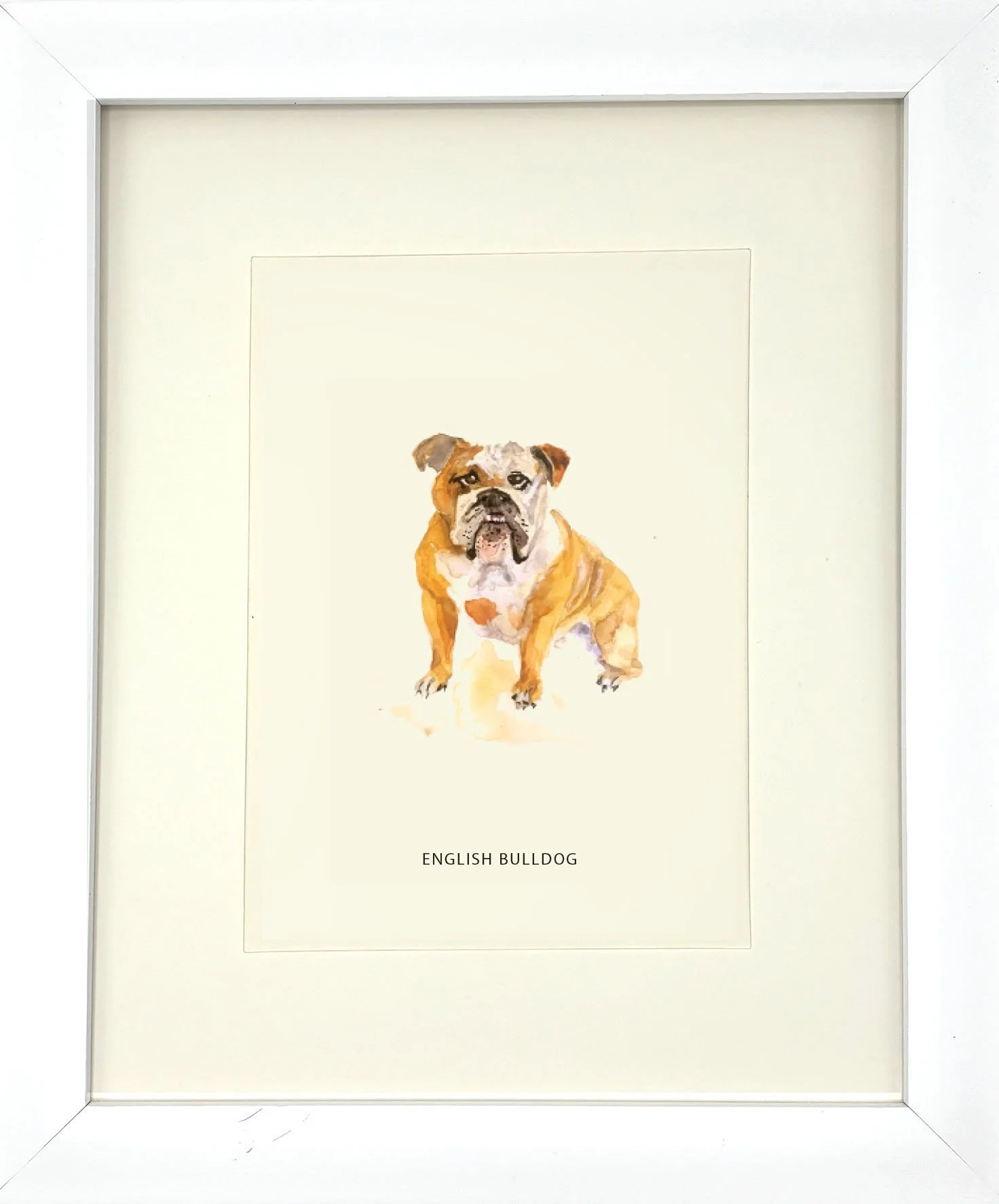 EnglishBulldog_WhiteFrame.jpg