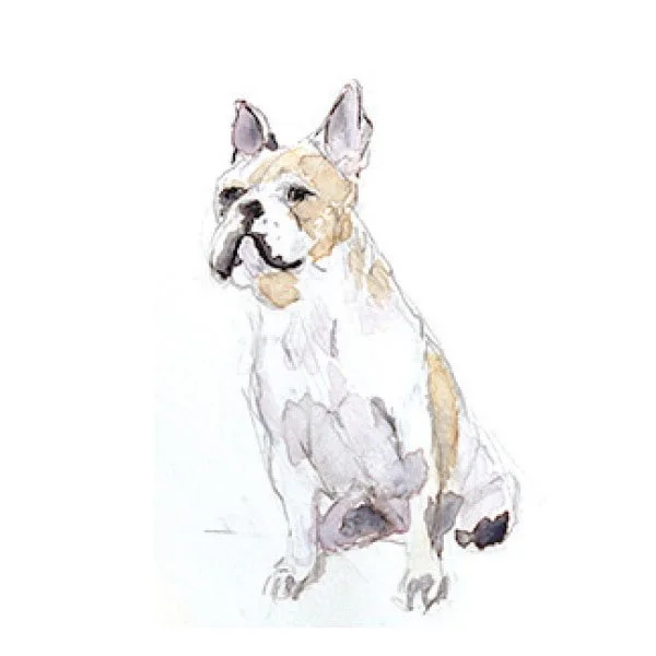 Boston Terrier Watercolor Art Print