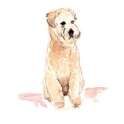 Labradoodle Watercolor Art Print