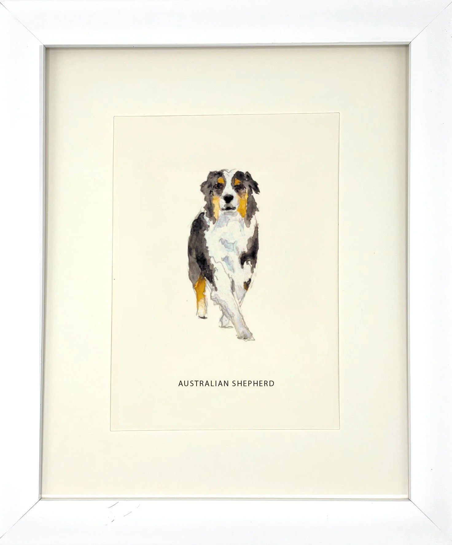 AustralianShepherd_WhiteFrame.jpg