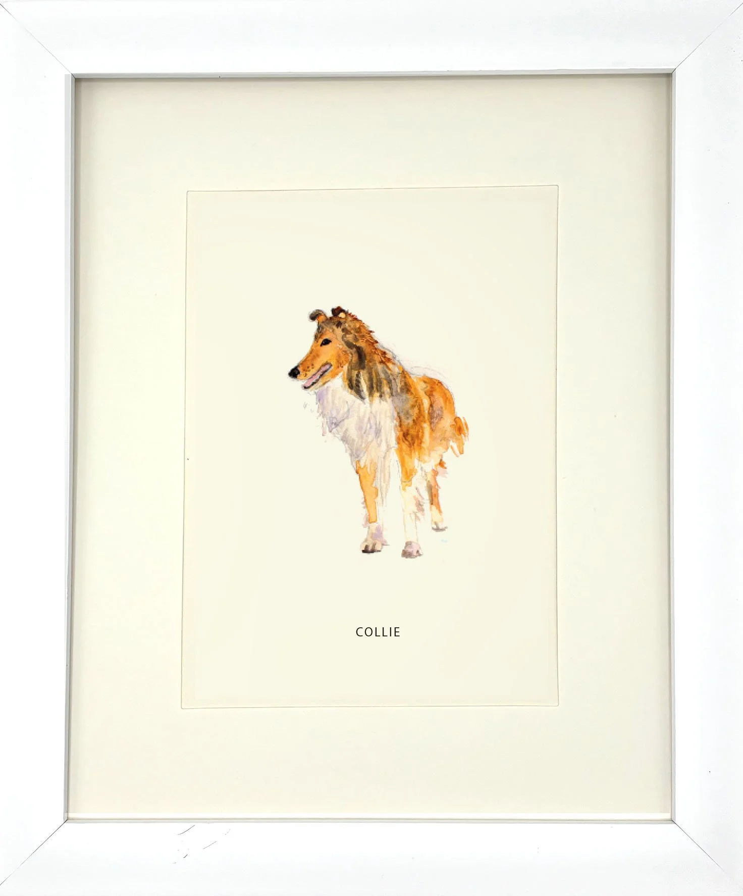 Collie_WhiteFrame.jpg