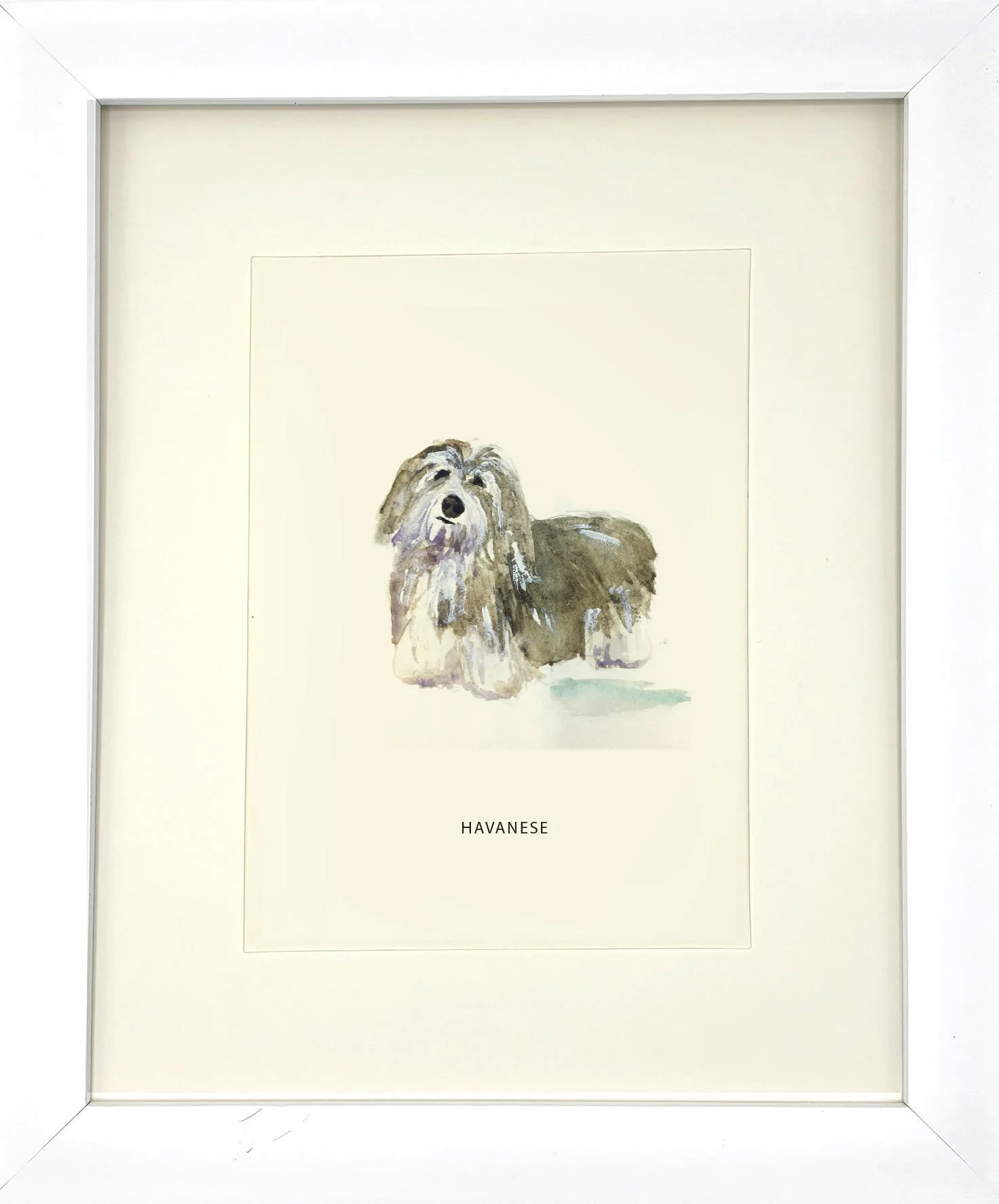 Havanese_WhiteFrame.jpg