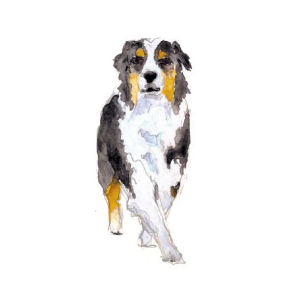 Australian Shepherd Watercolor Art Print