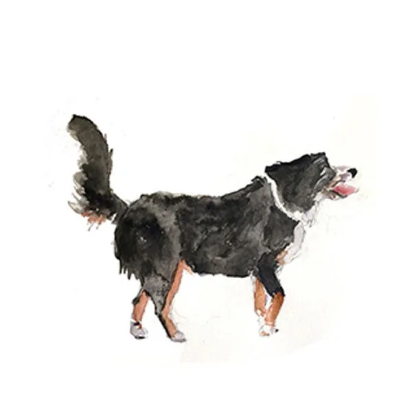 Bernese Mountain Dog Watercolor Art Print