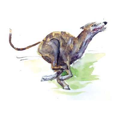 Greyhound Watercolor Art Print