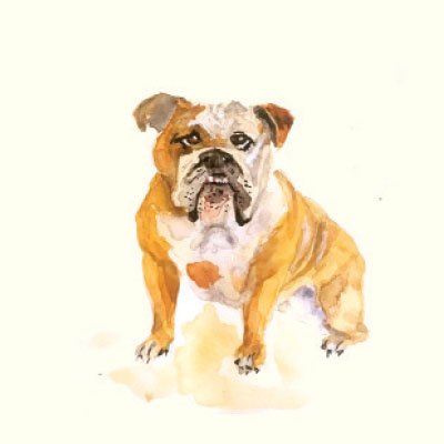 English Bulldog Watercolor Art Print