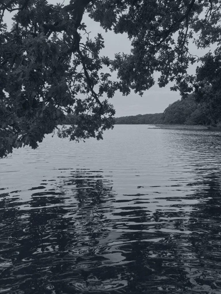 Overcast sky over a river with tree branches hanging over the water and ripples on the surface, surrounded by trees in the distance.