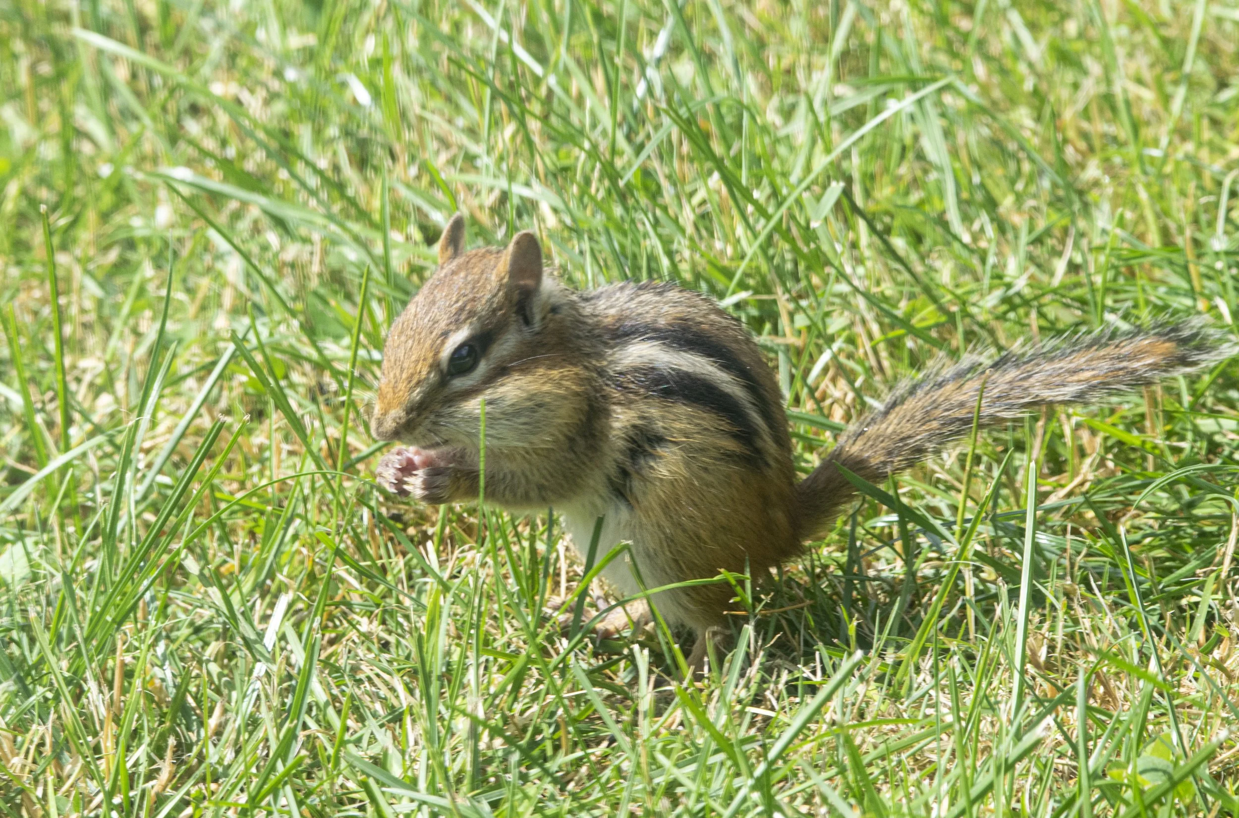 Chipmunk Eating
