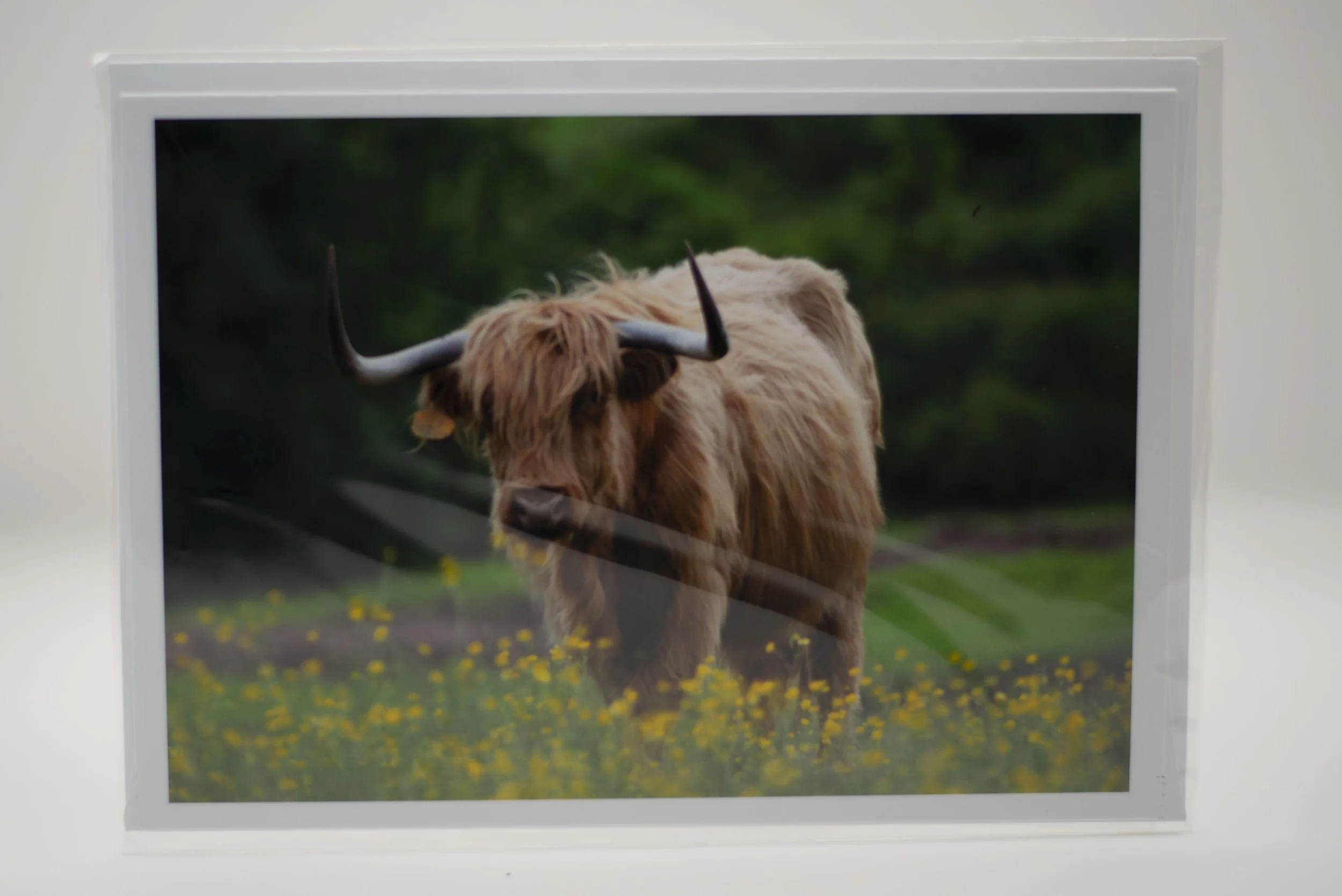Highland Cow Notecard