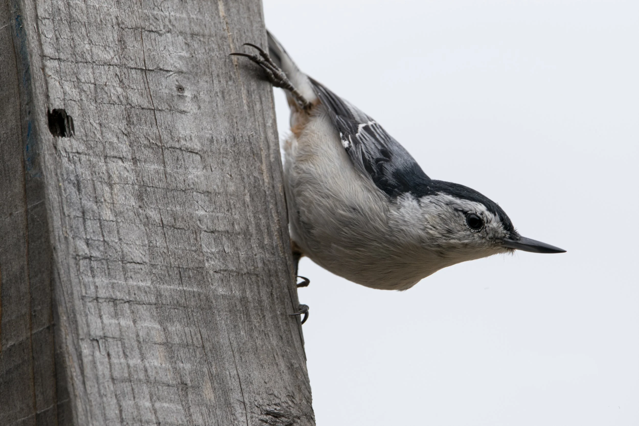 Nuthatch