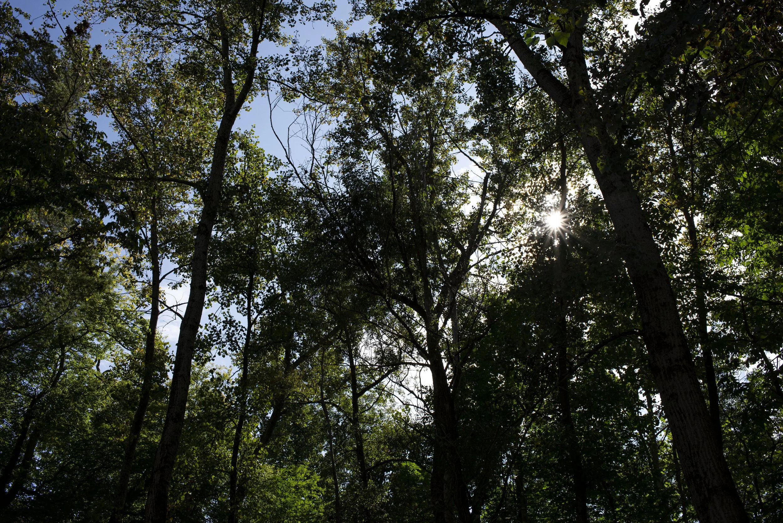 Sunlight Through the Trees