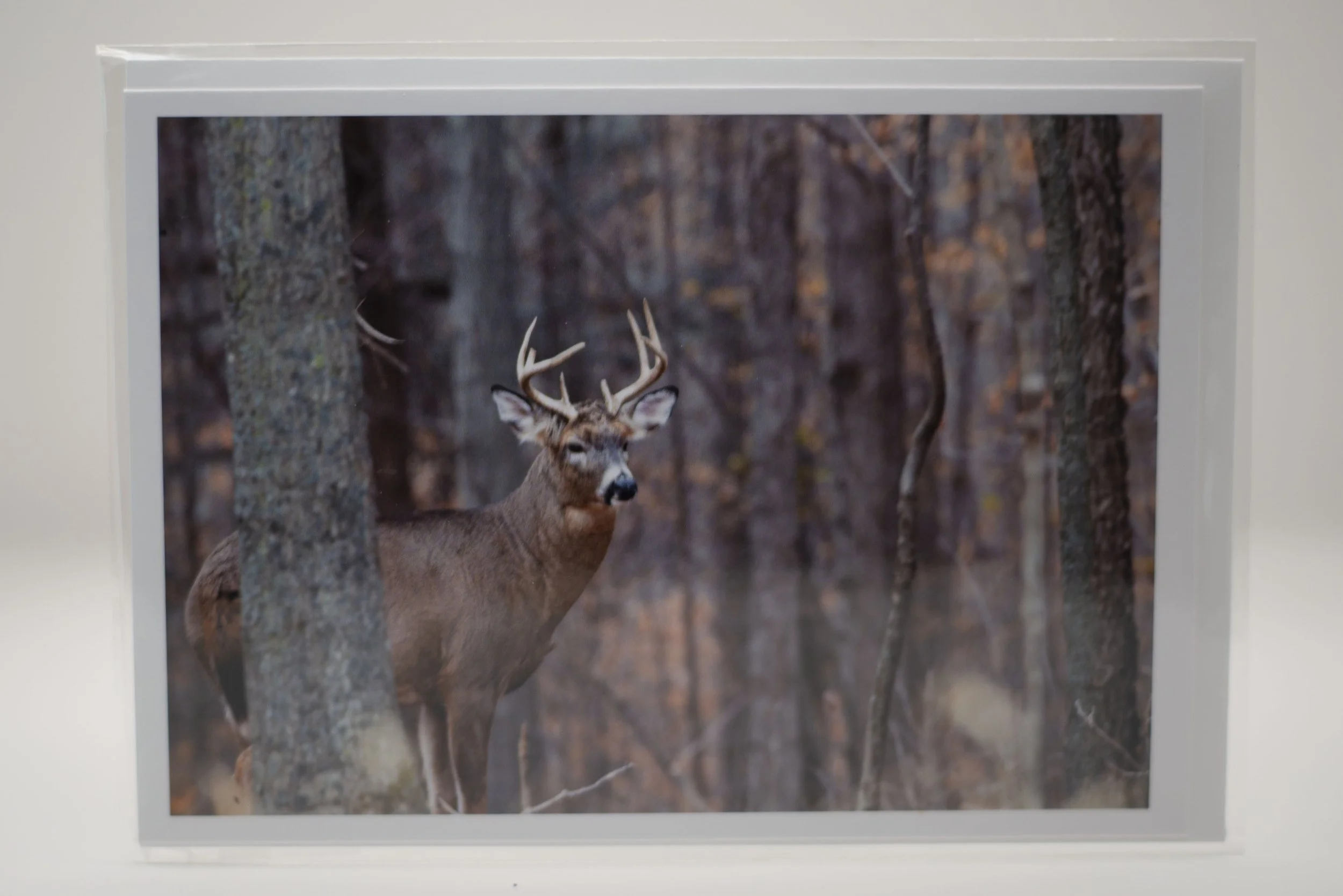 Buck in Woods Notecard