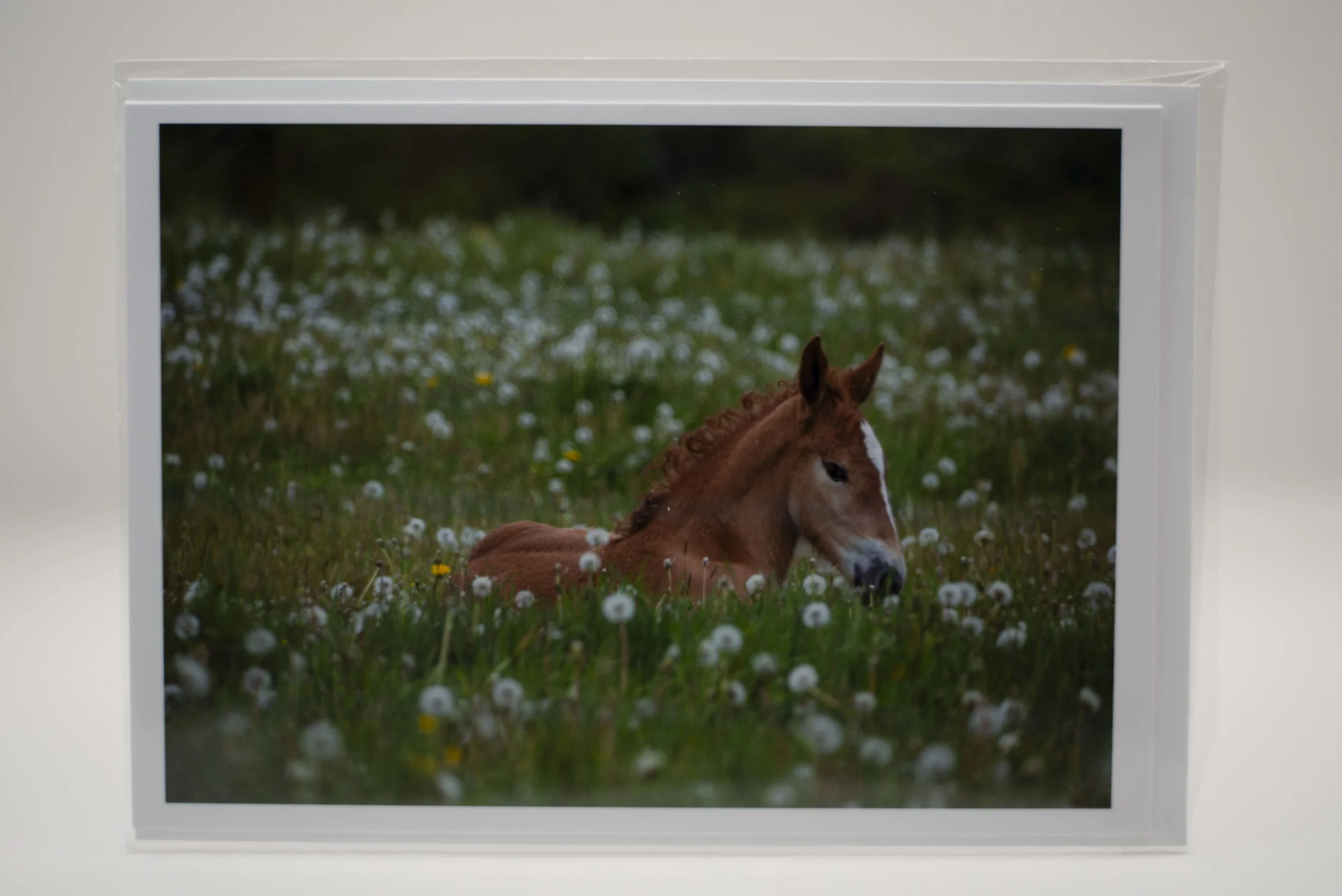 Sleepy Colt Notecard