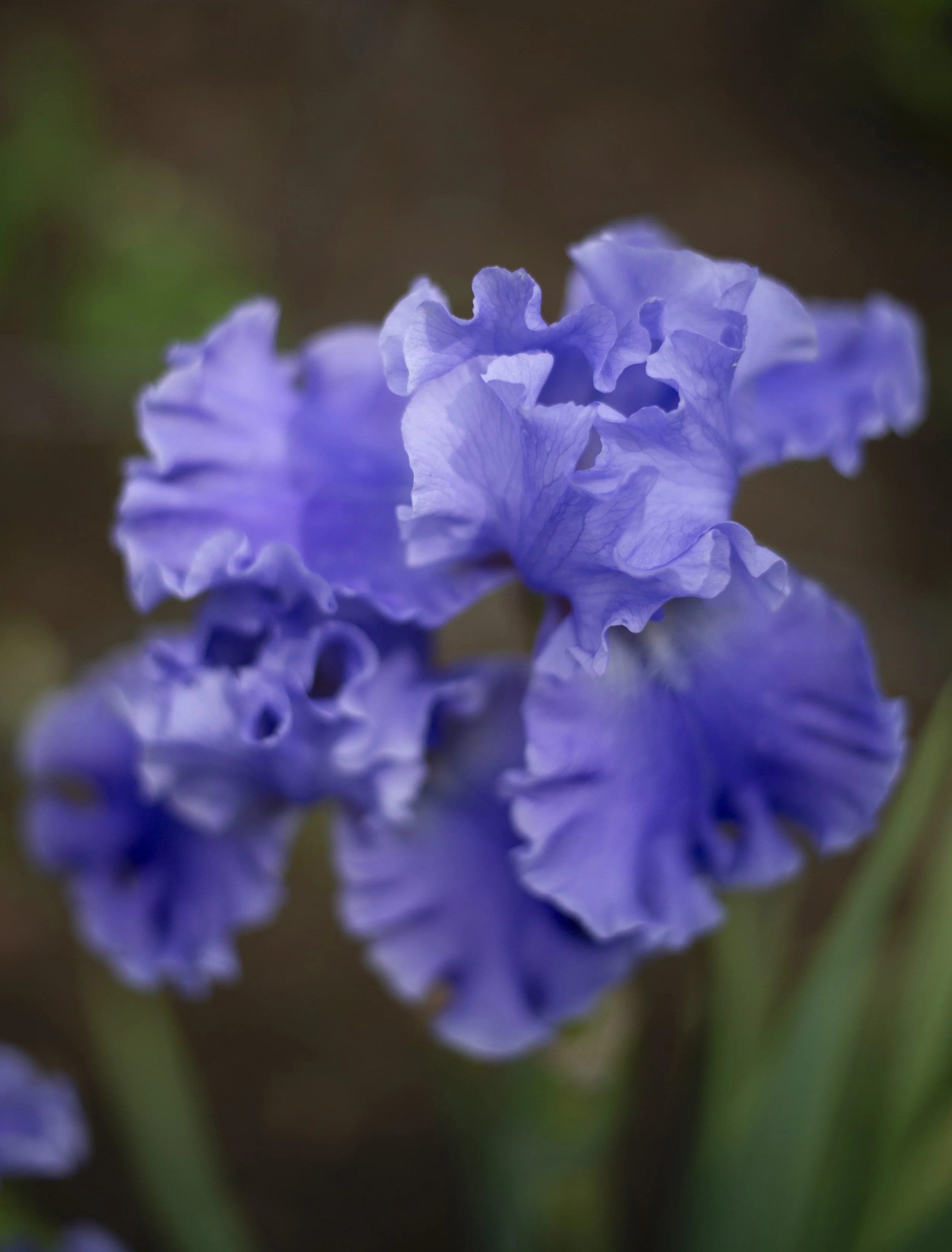 Purple Iris 2.jpg