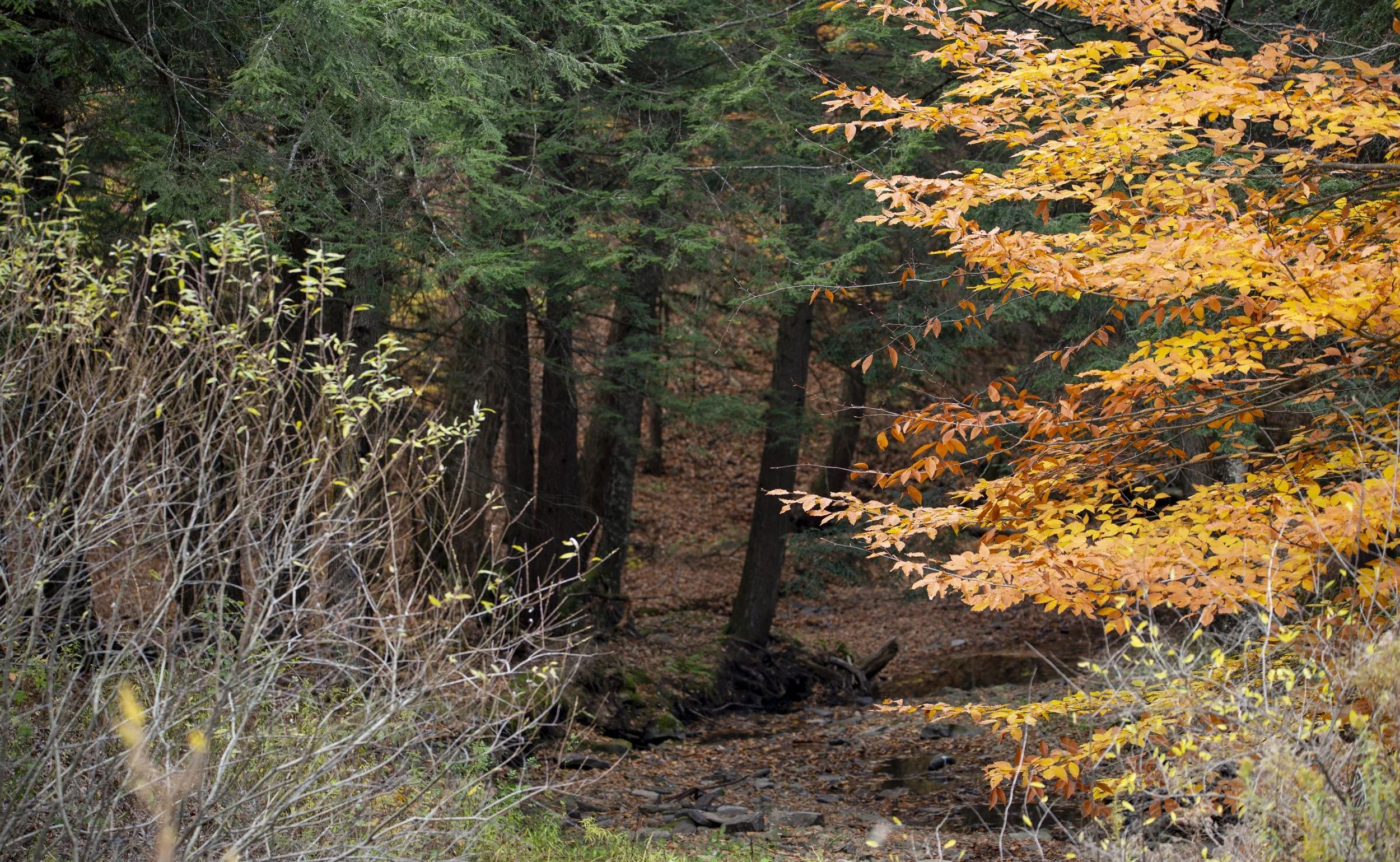 A Glimpse into the Woods