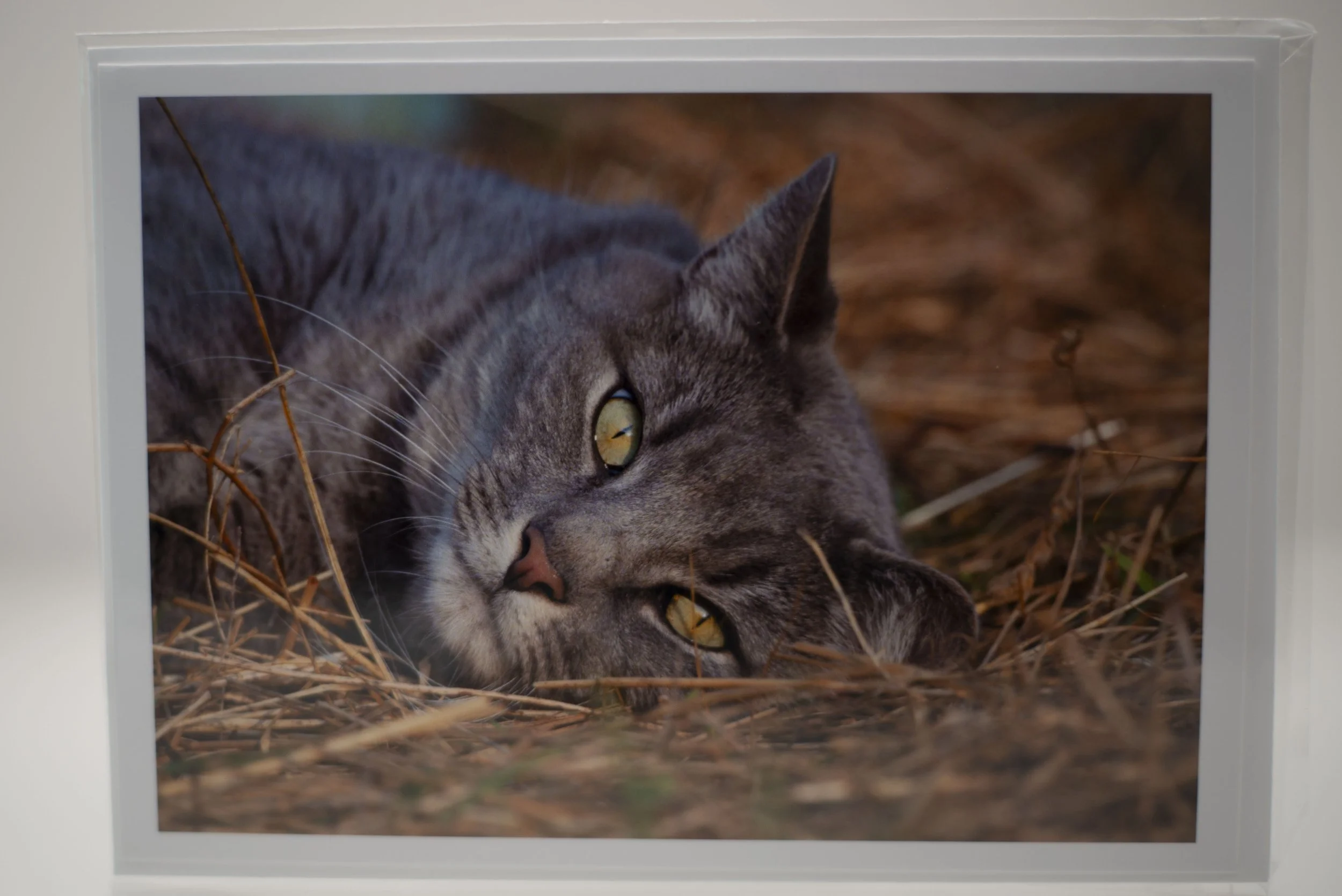 Smokey Cat Notecard