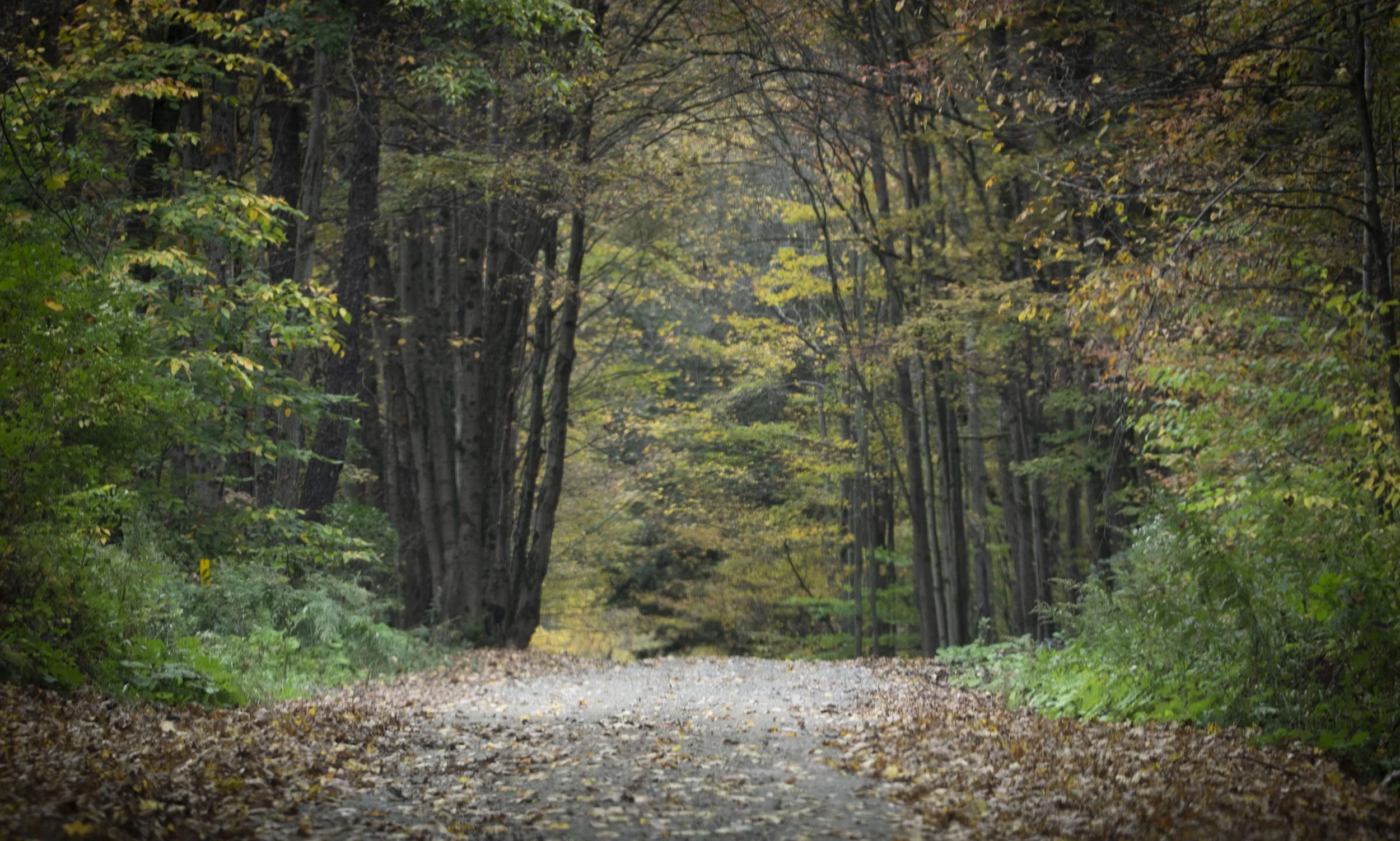 Autumn Drive 2