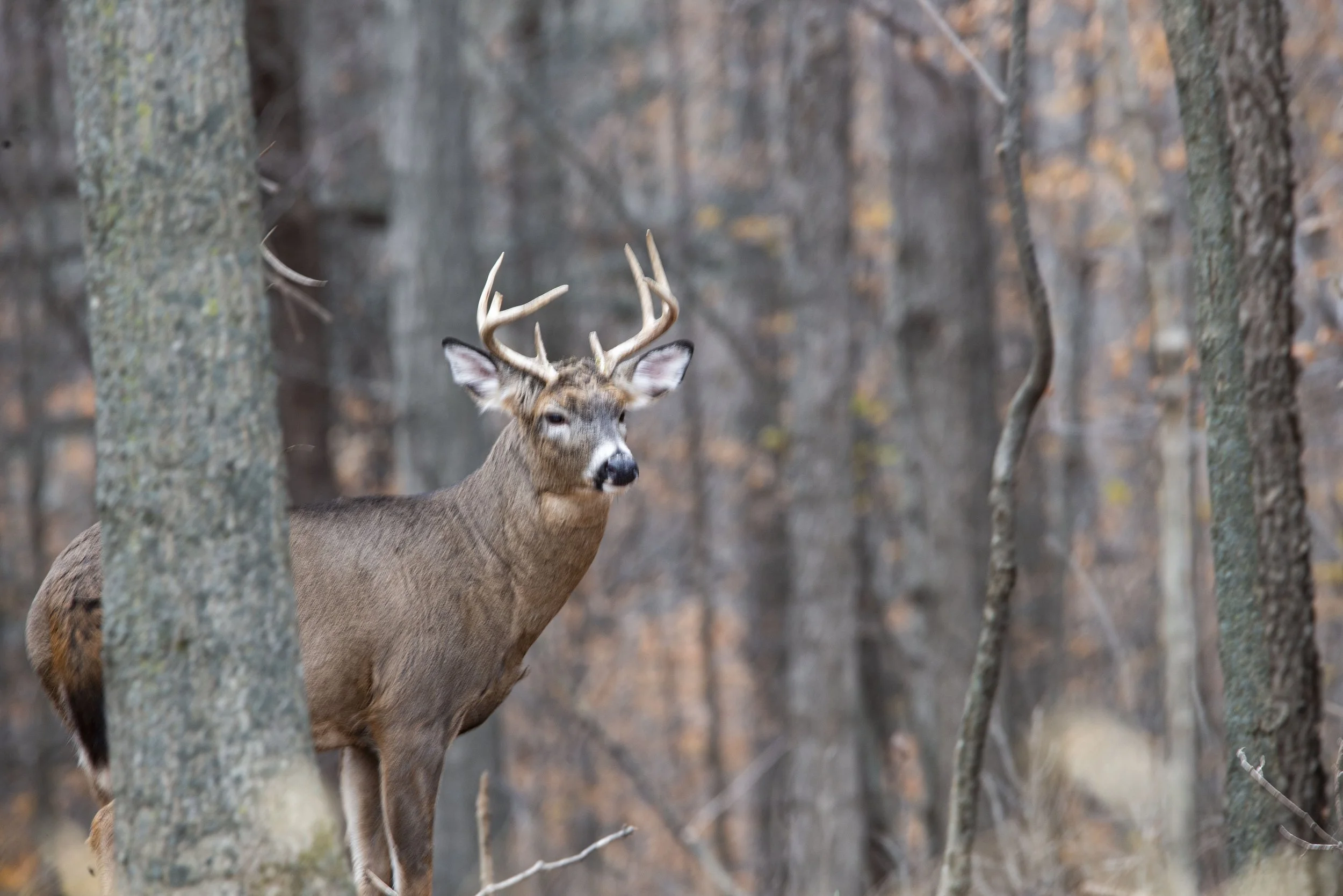 Buck in Woods
