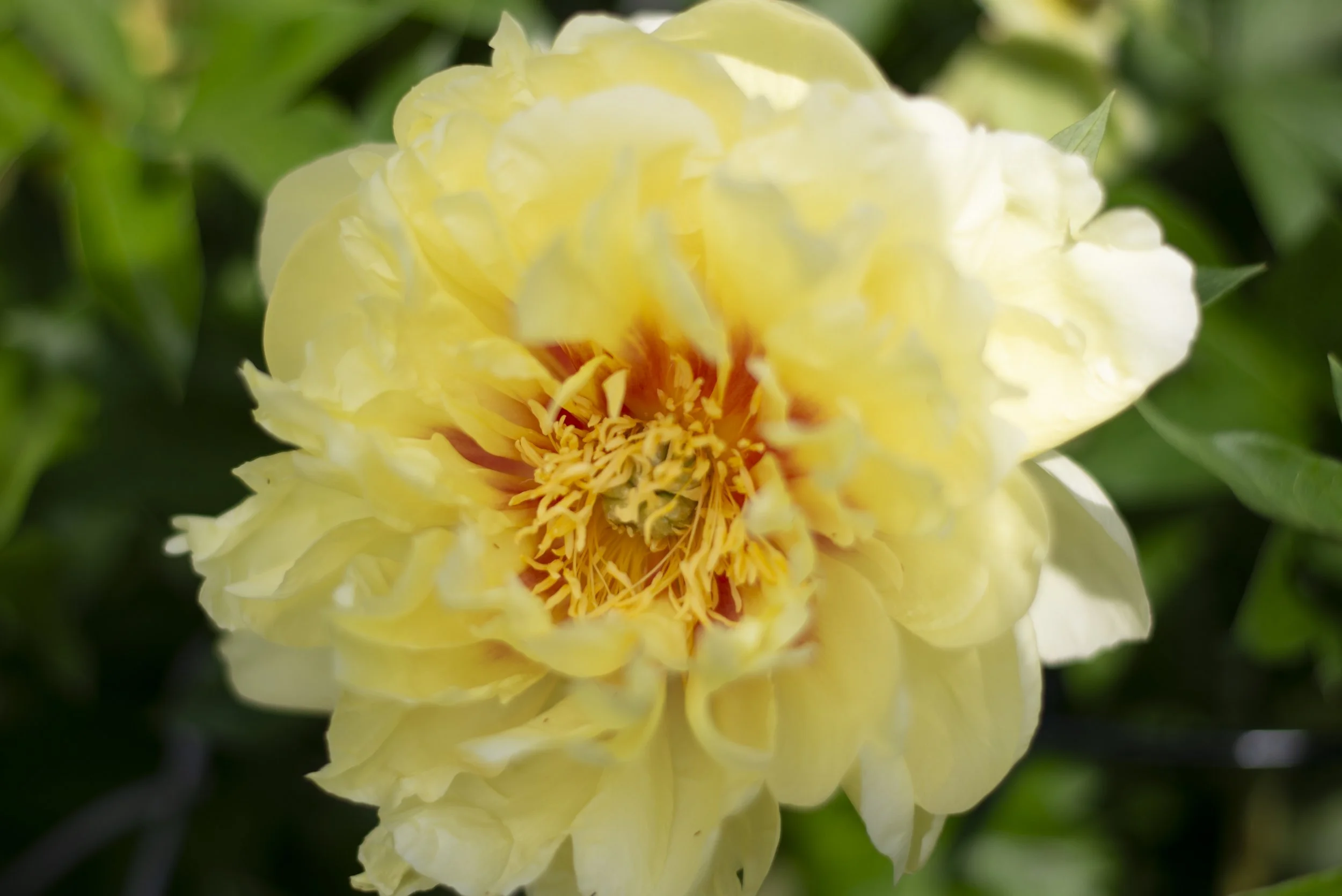 Yellow Peony cropped.jpg
