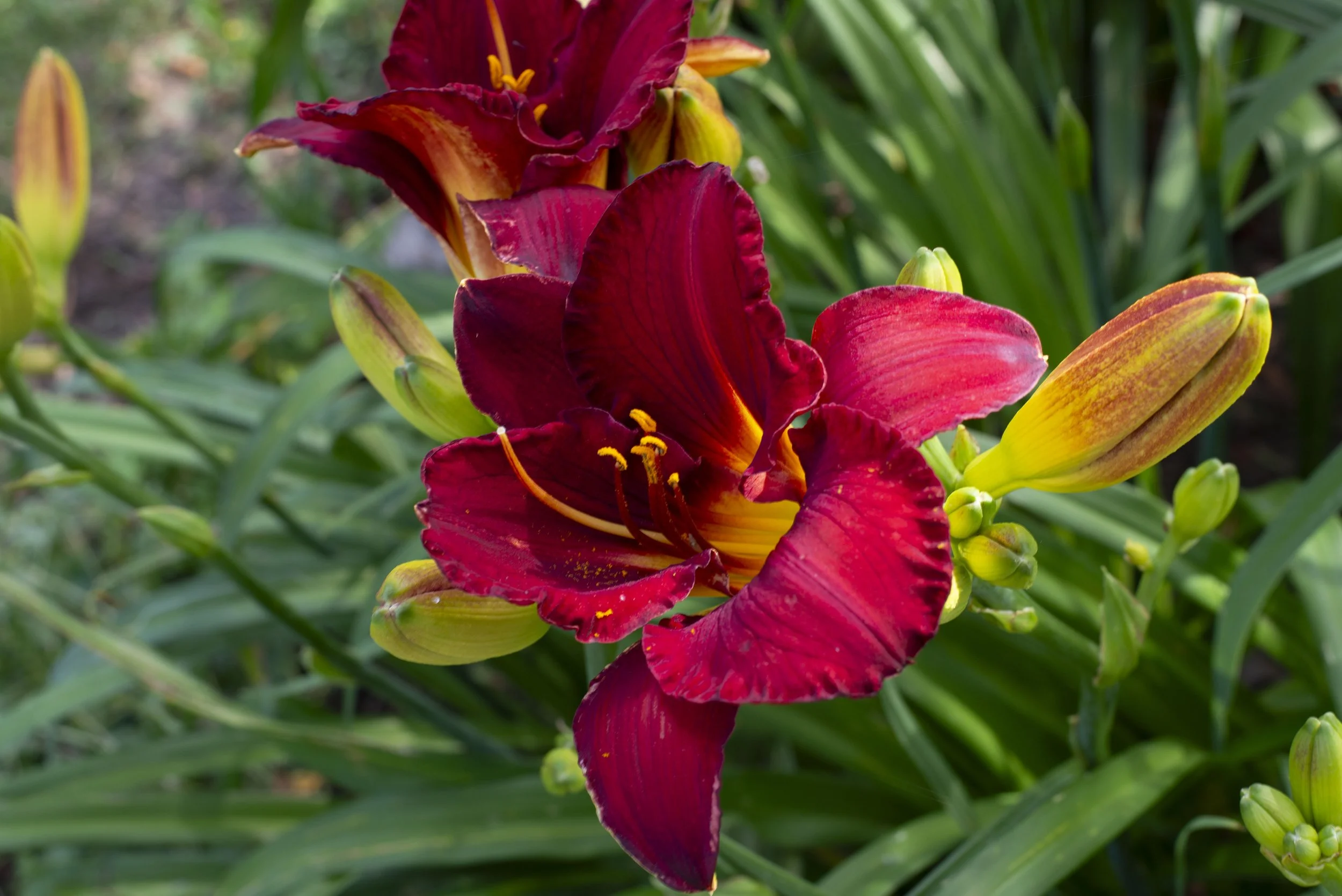 Red Yellow Lilies