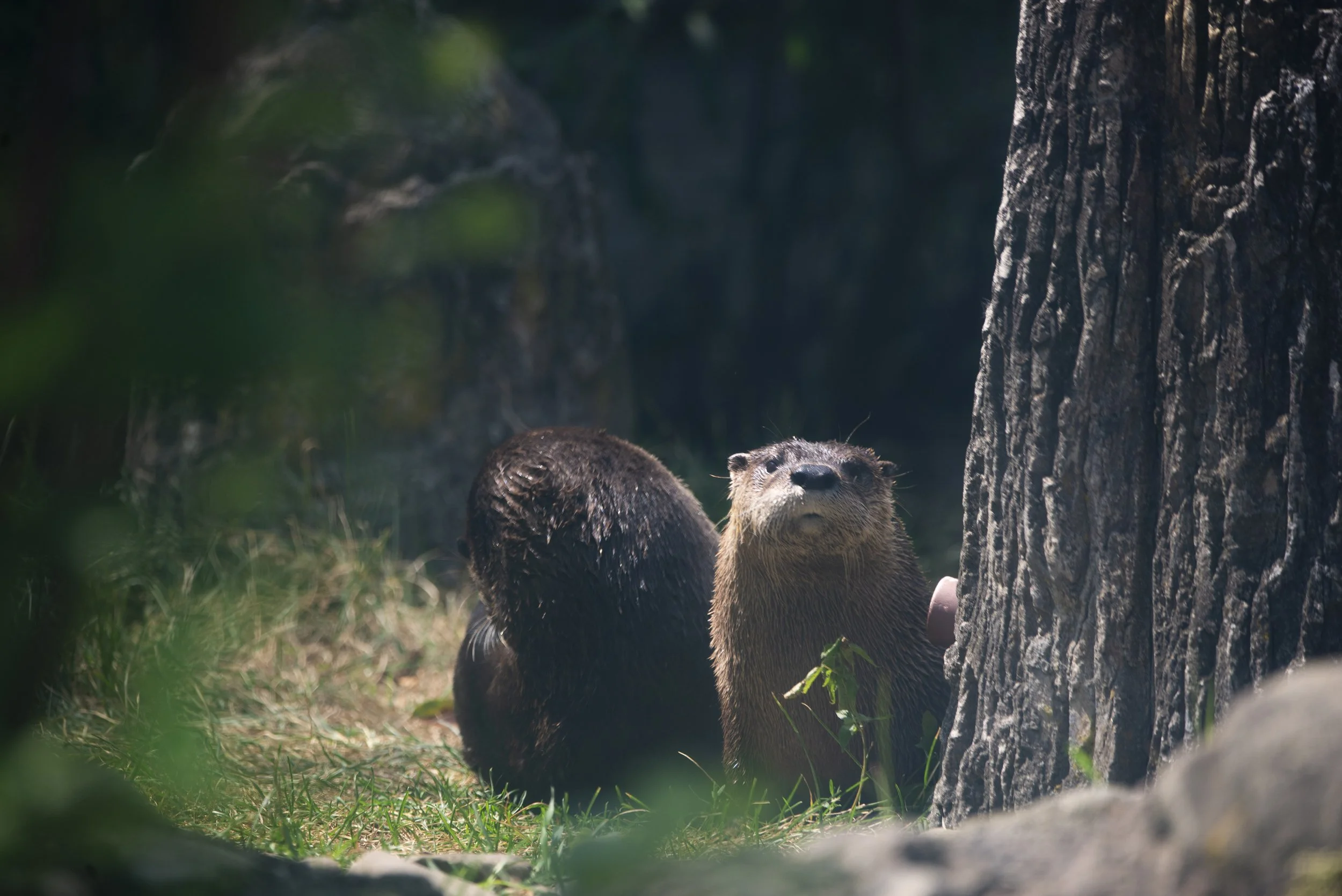 Otters