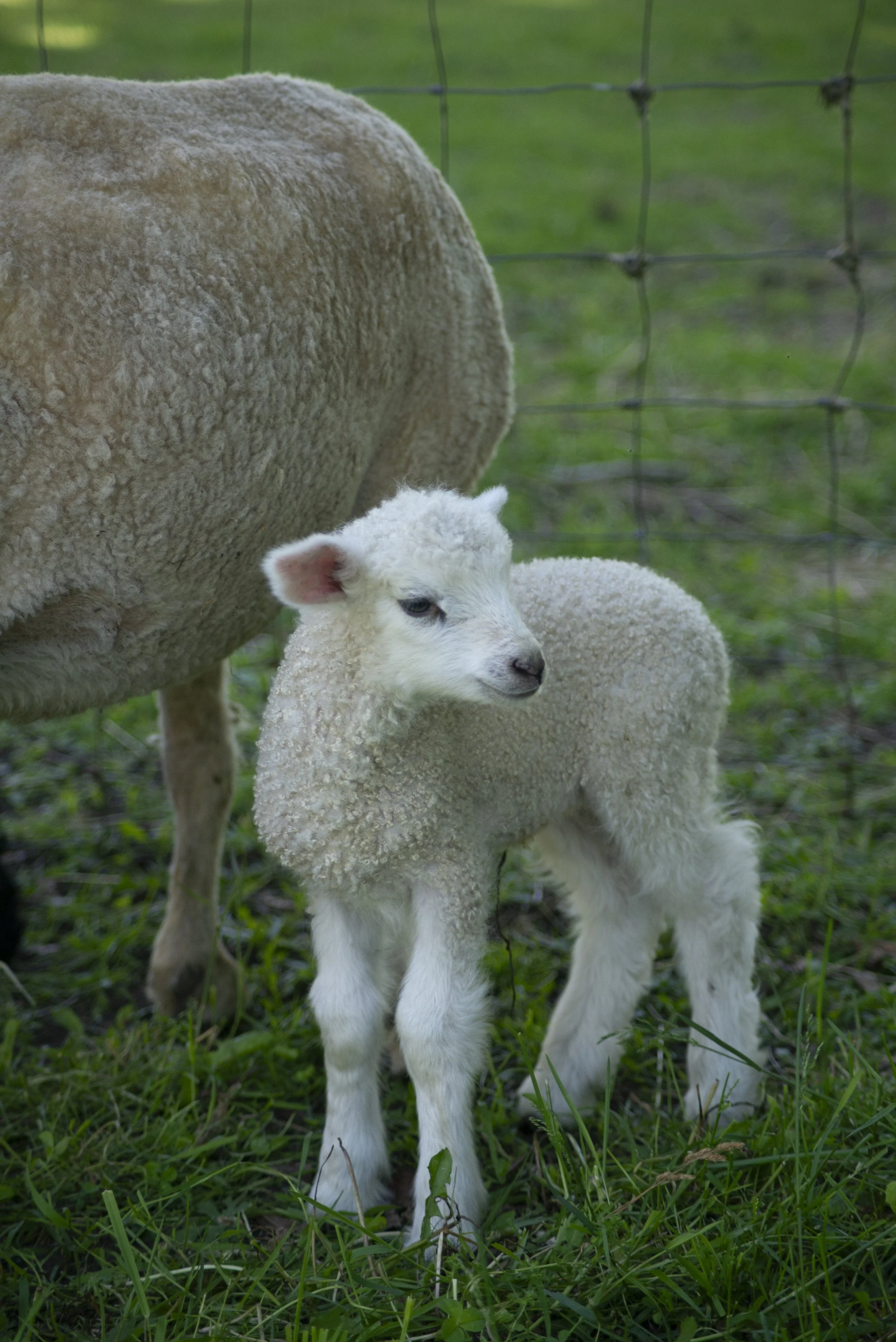 White Lamb