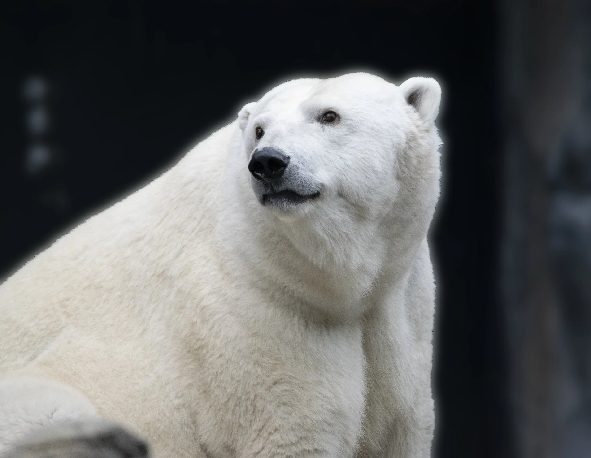 Polar Bear Closeup