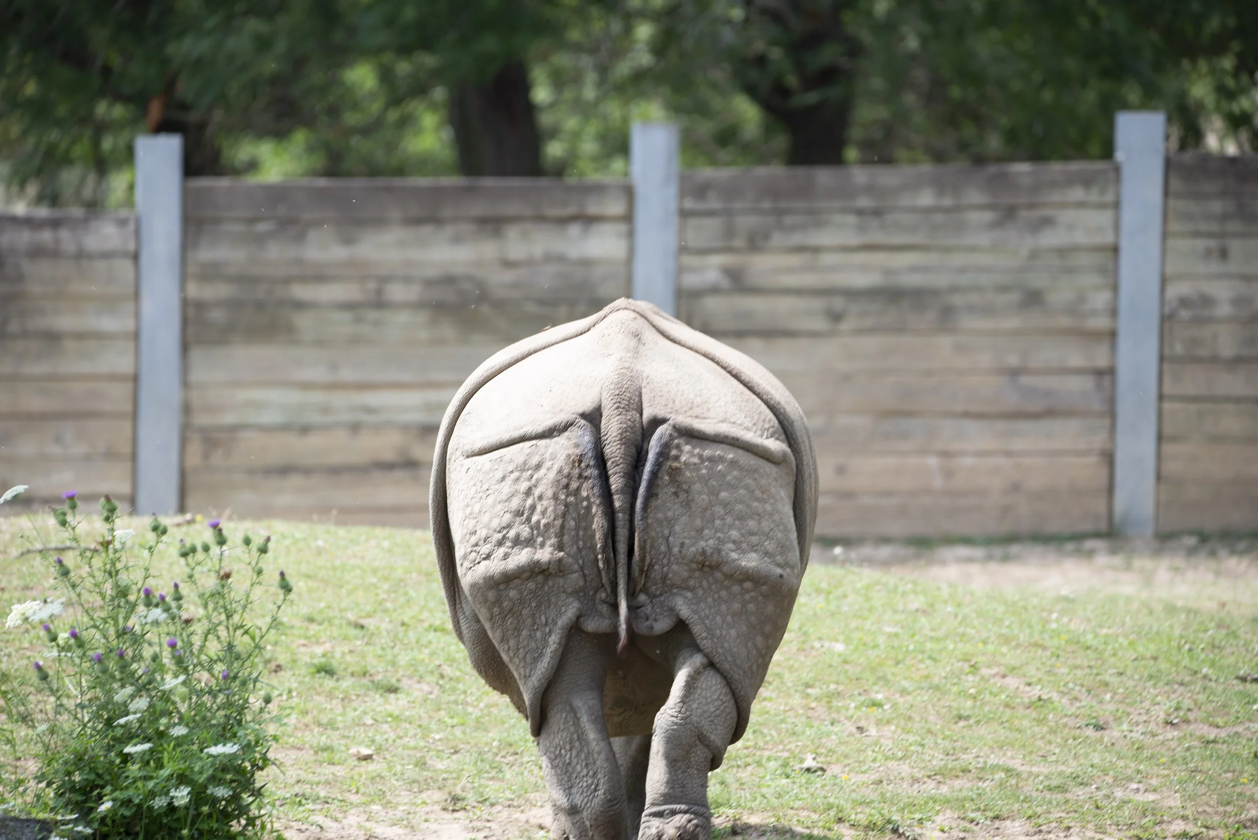 Back End of a Rhino