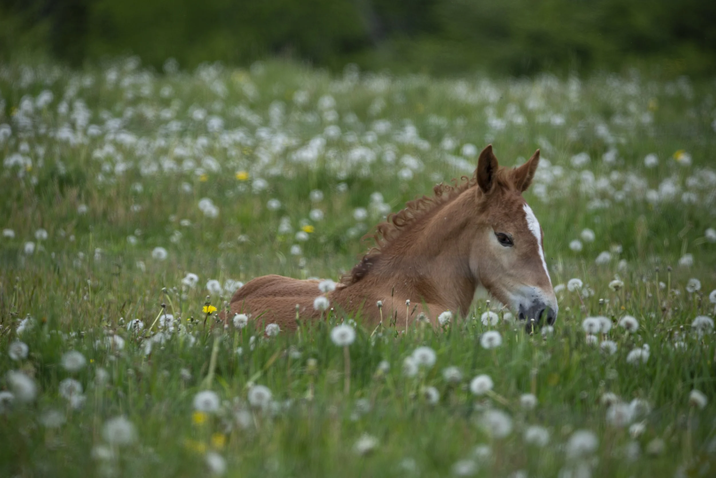 Sleepy Colt