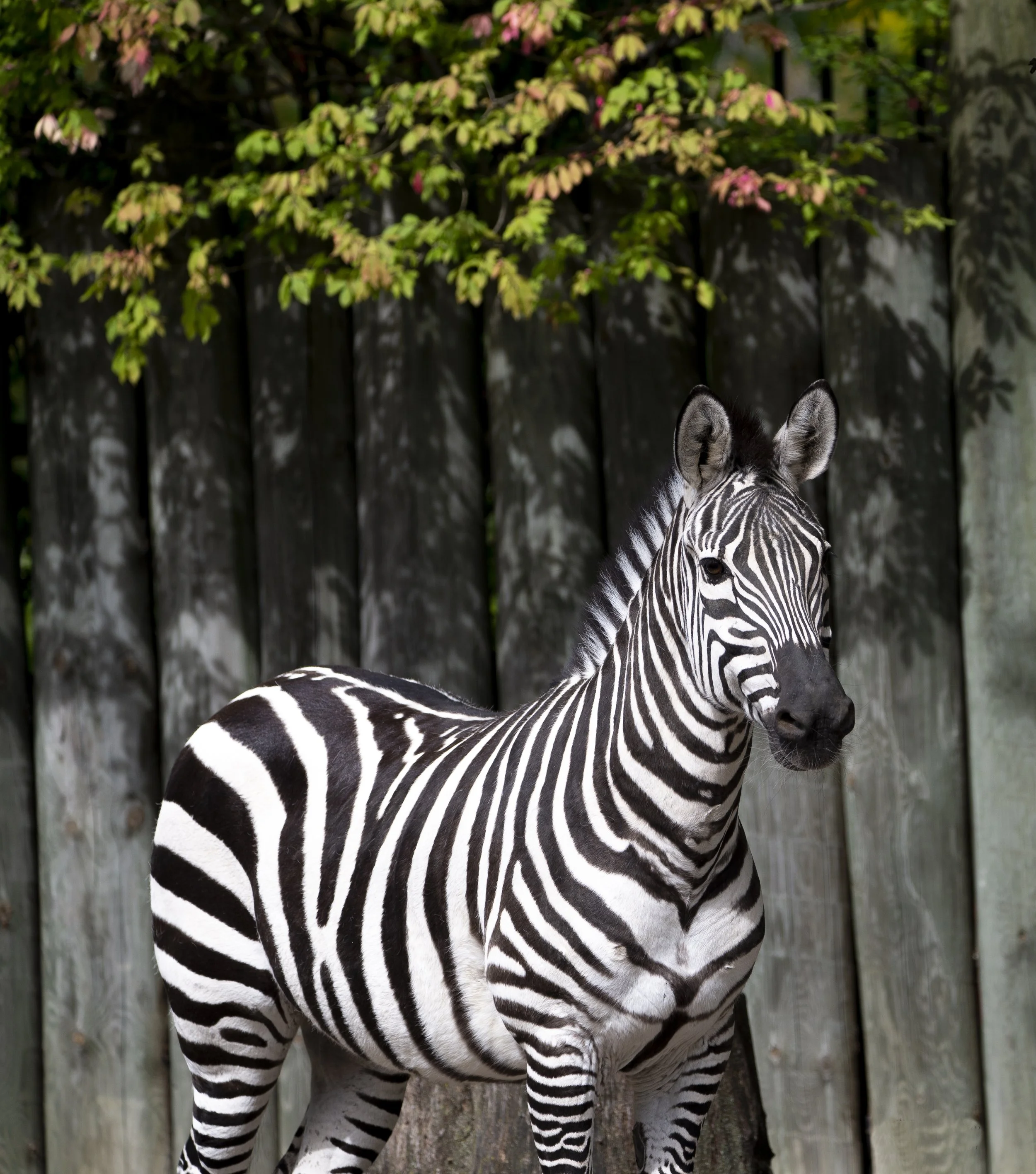 Zebra