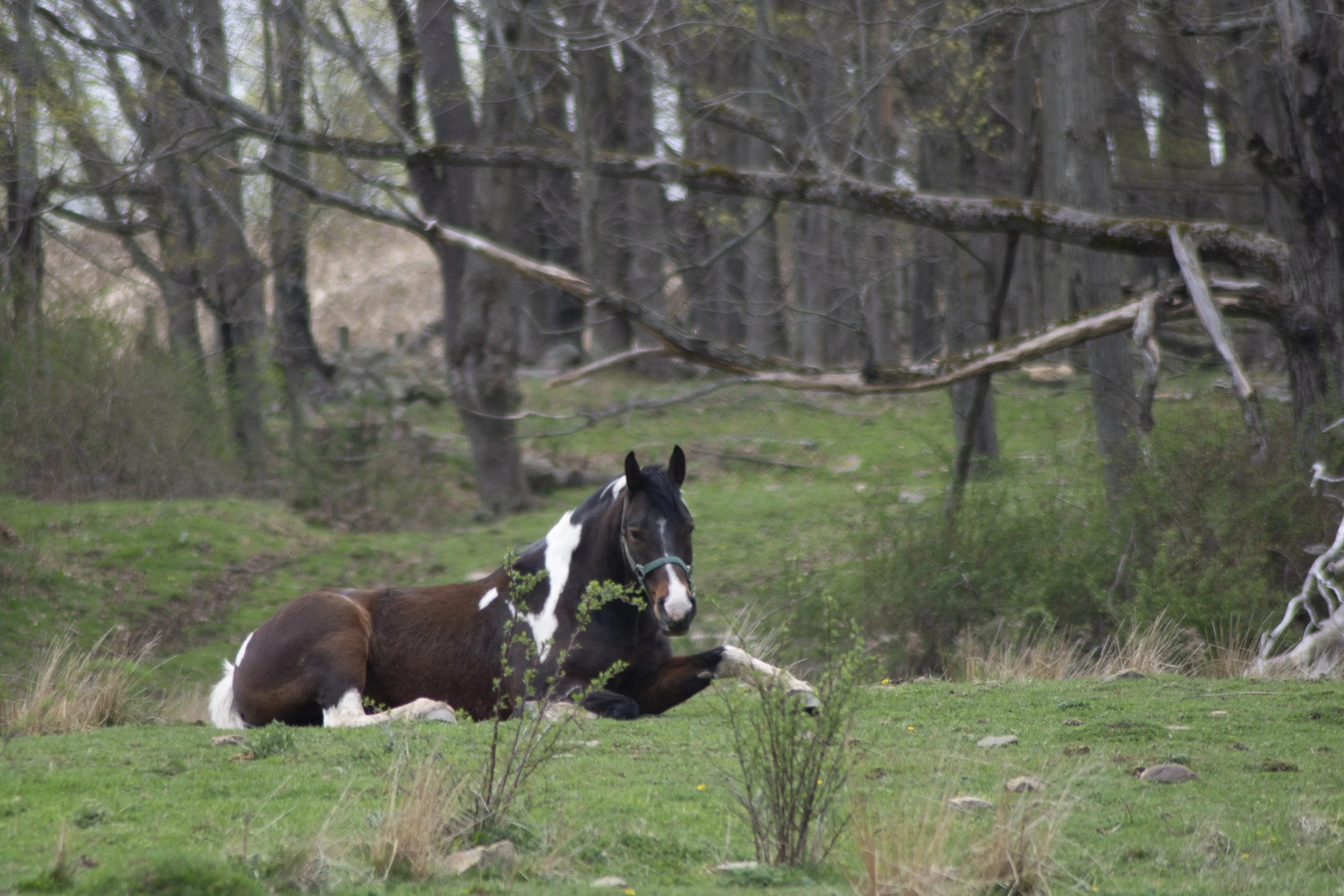 Horse Pose