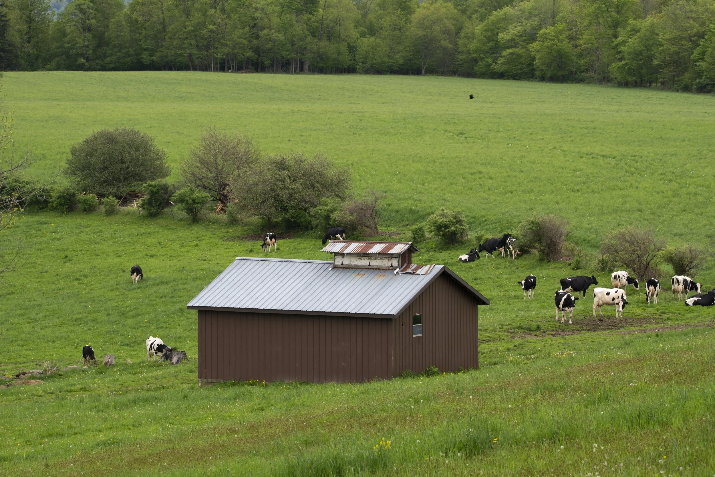 Small Barn with Cows