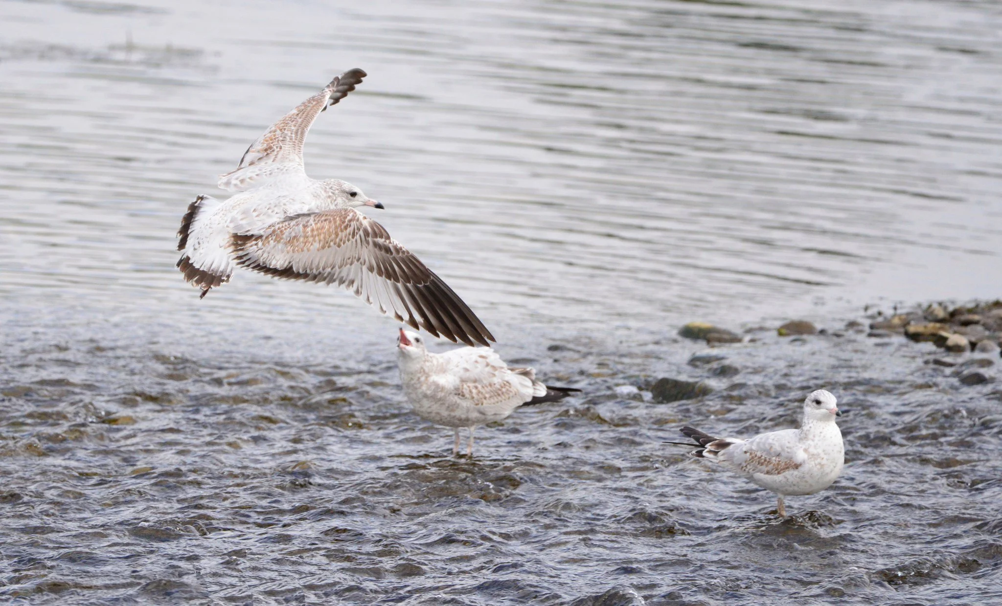 Seagulls