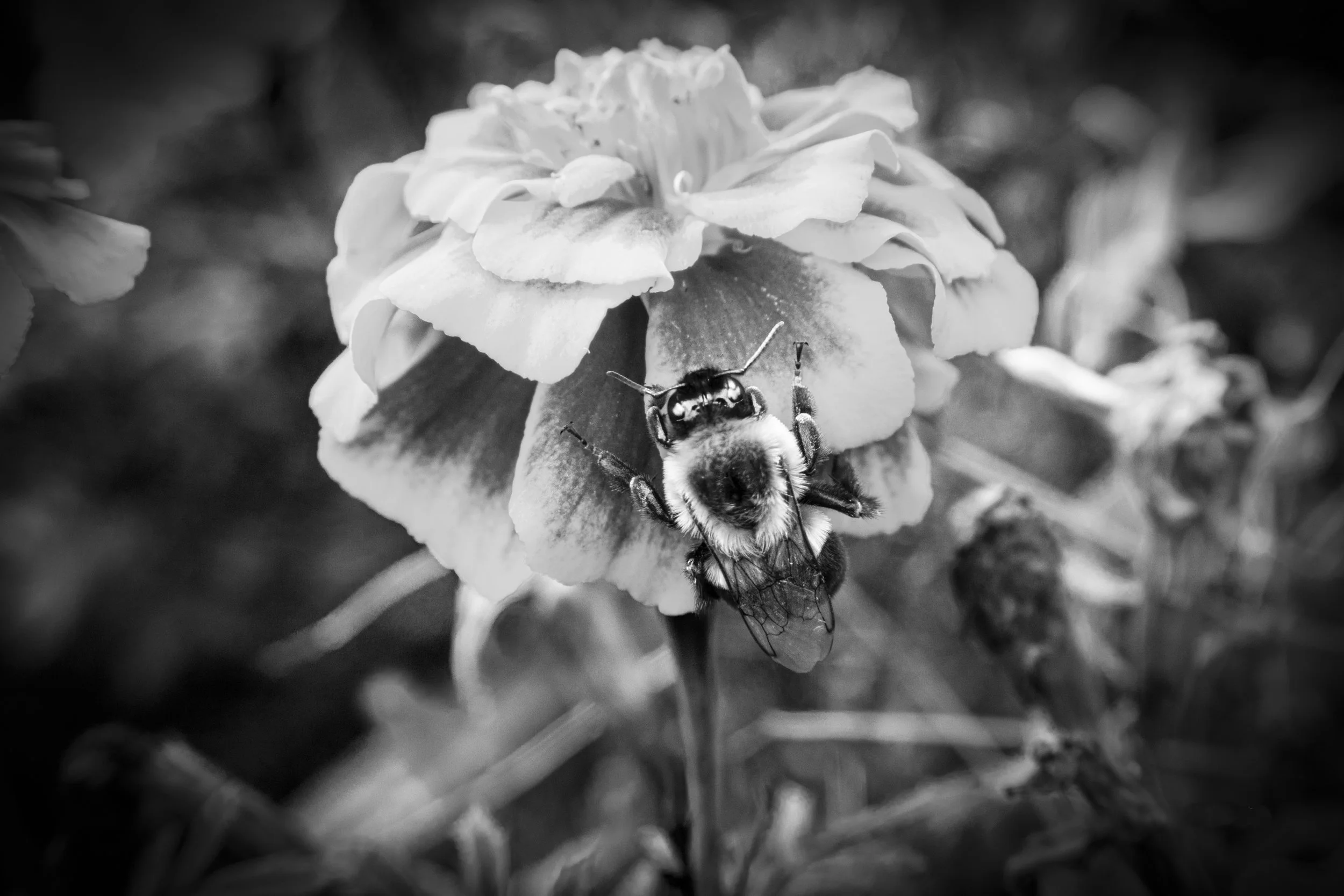 Bee in B&W