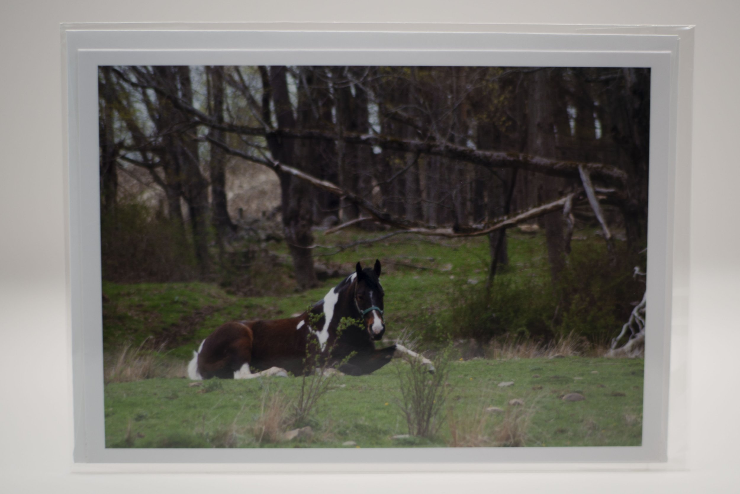 Horse Pose Notecard