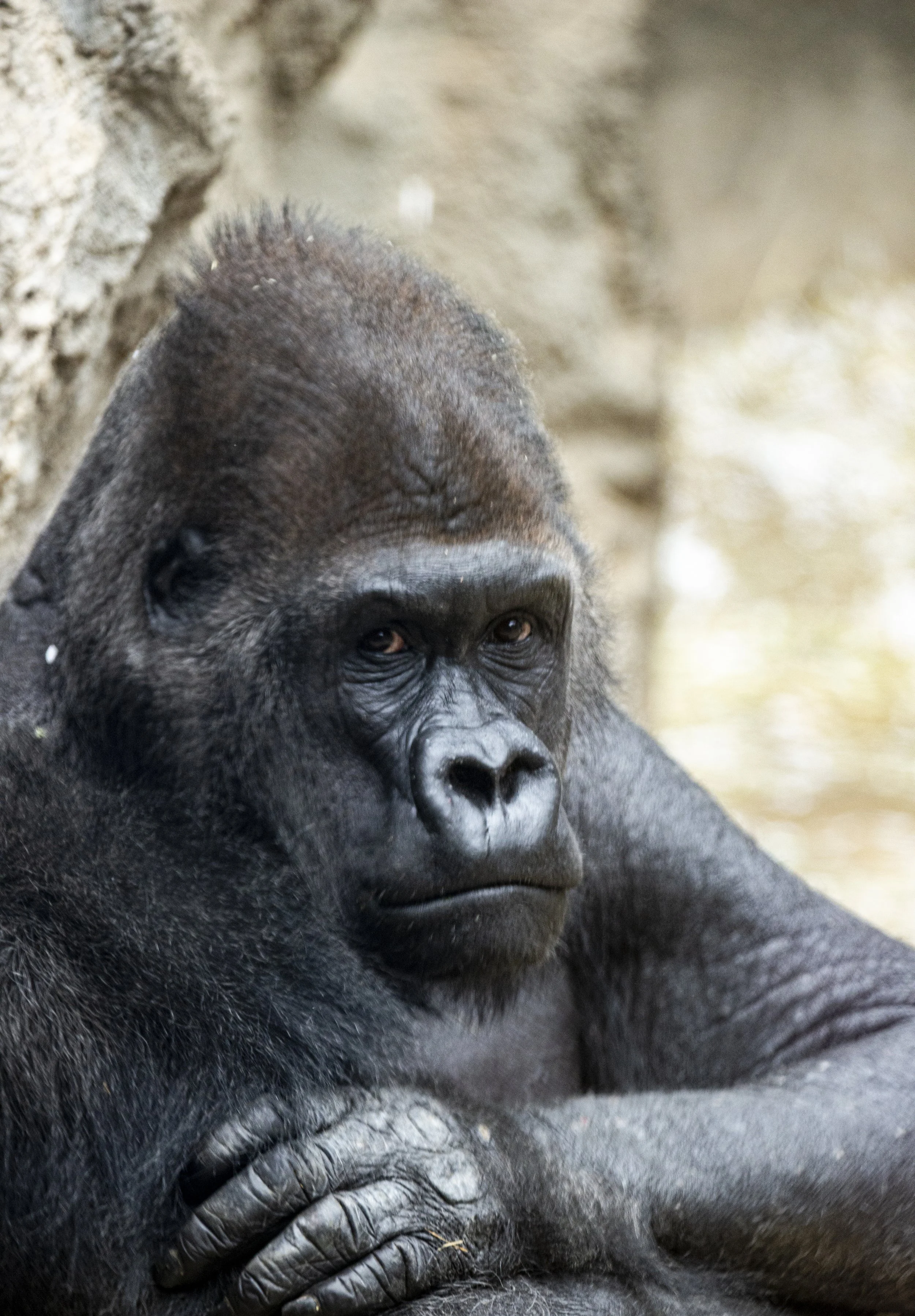Gorilla