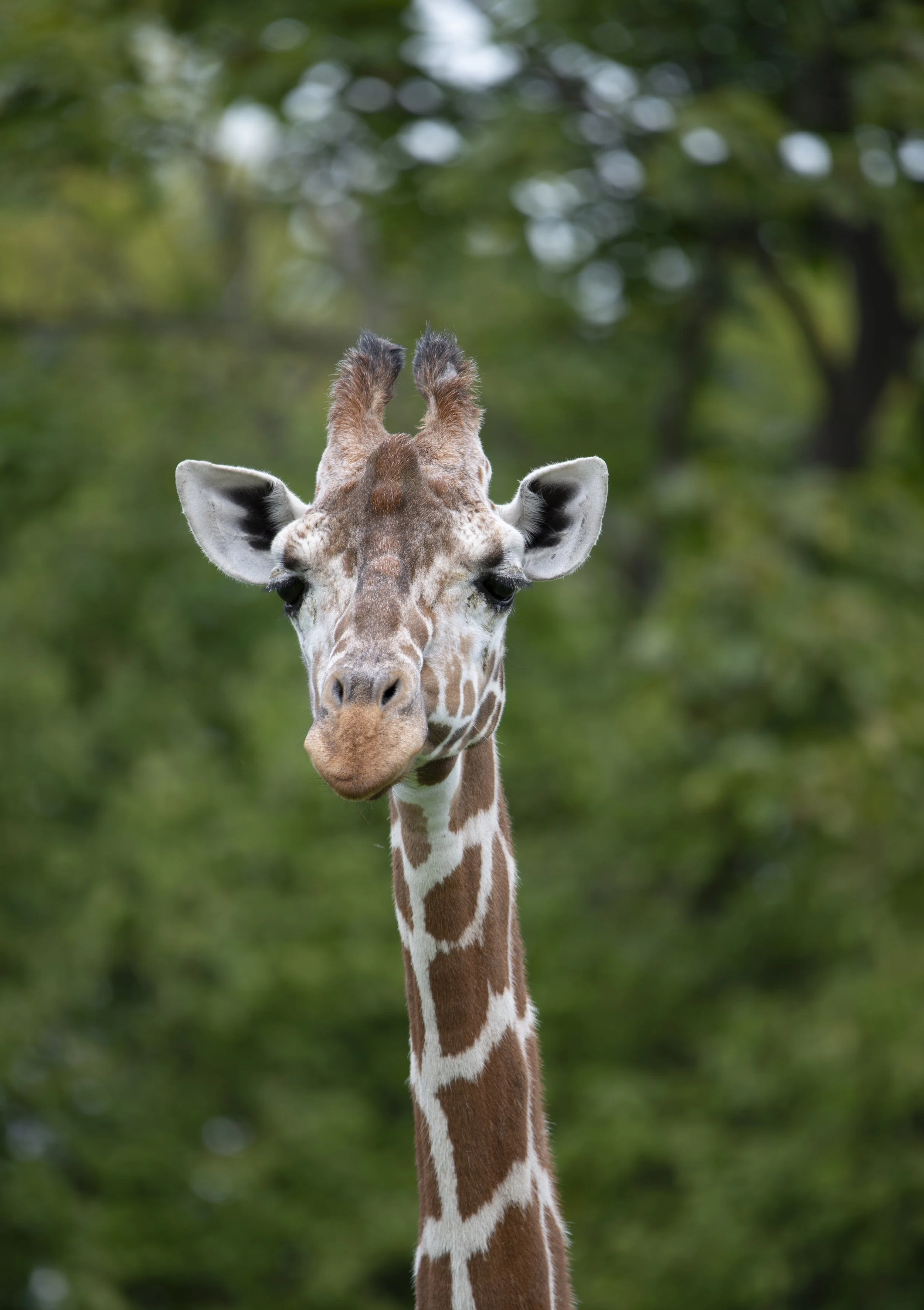 Giraffe
