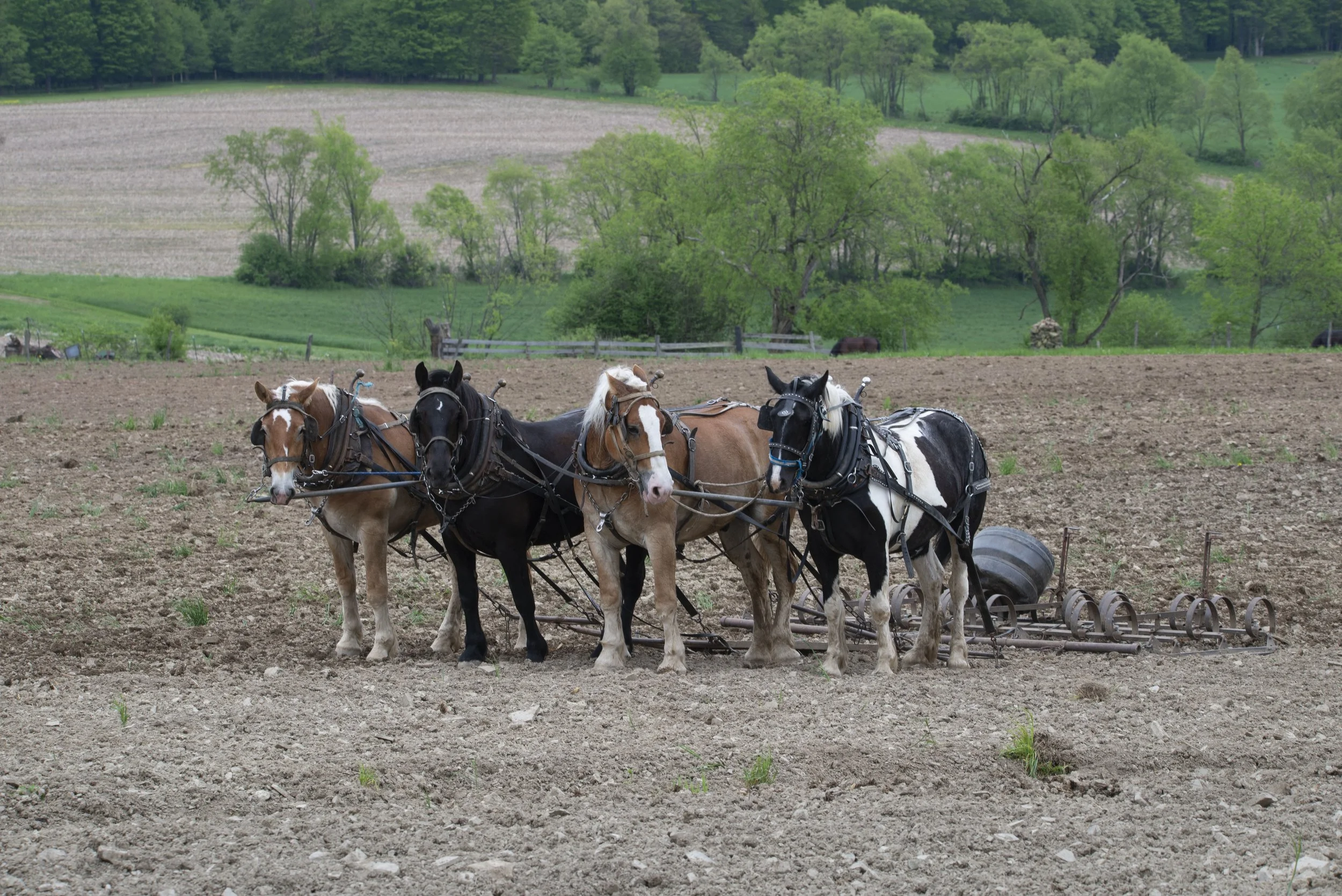 Horses Working in Field
