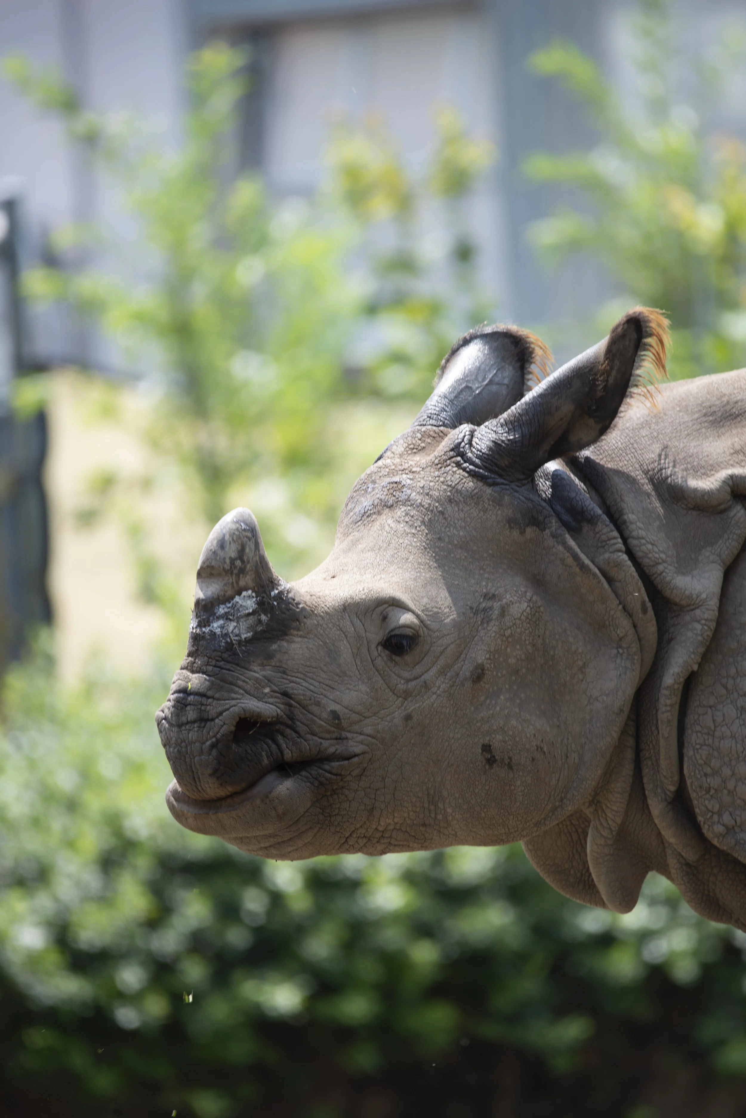 Rhino Front