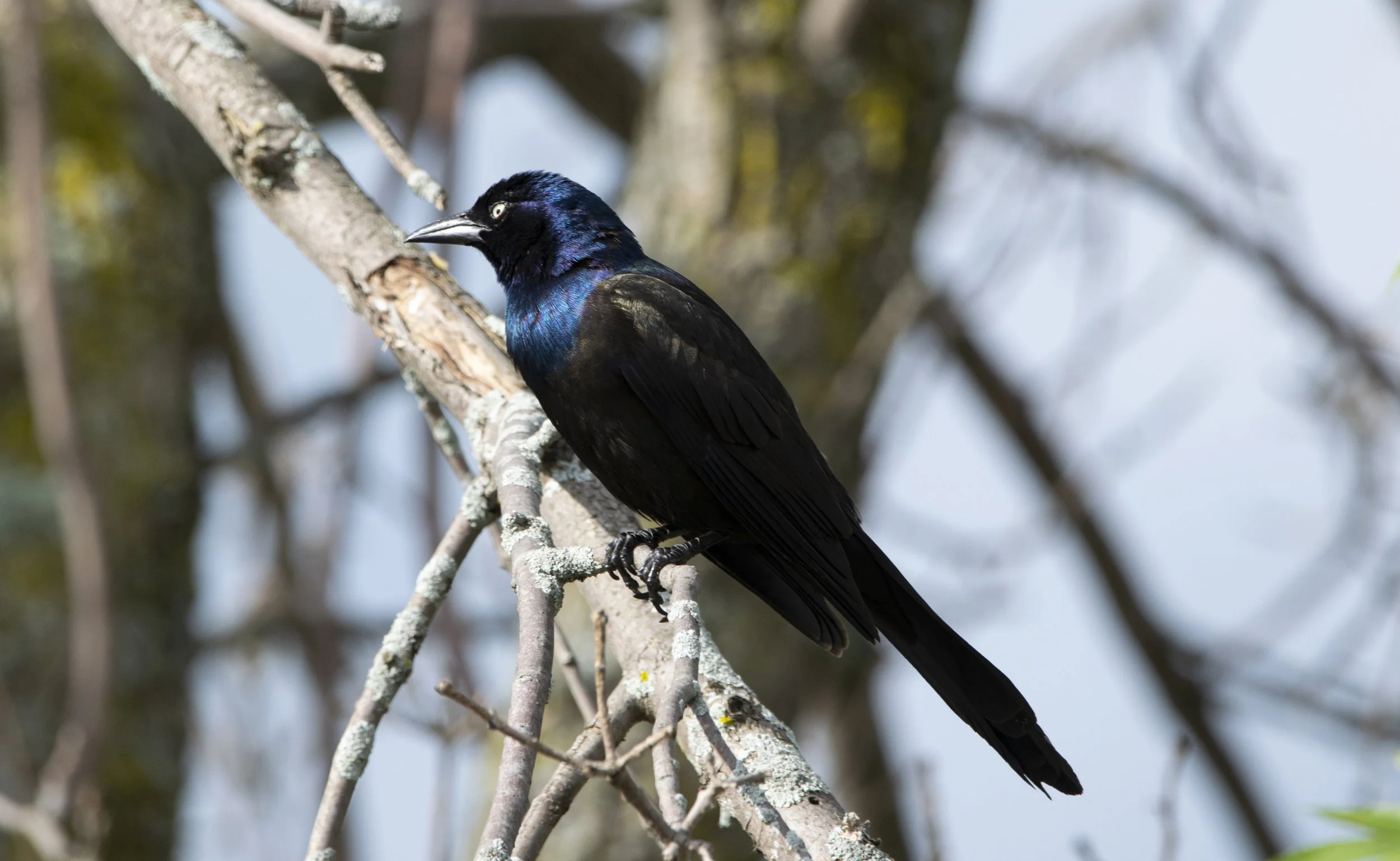 Grackle Closeup

