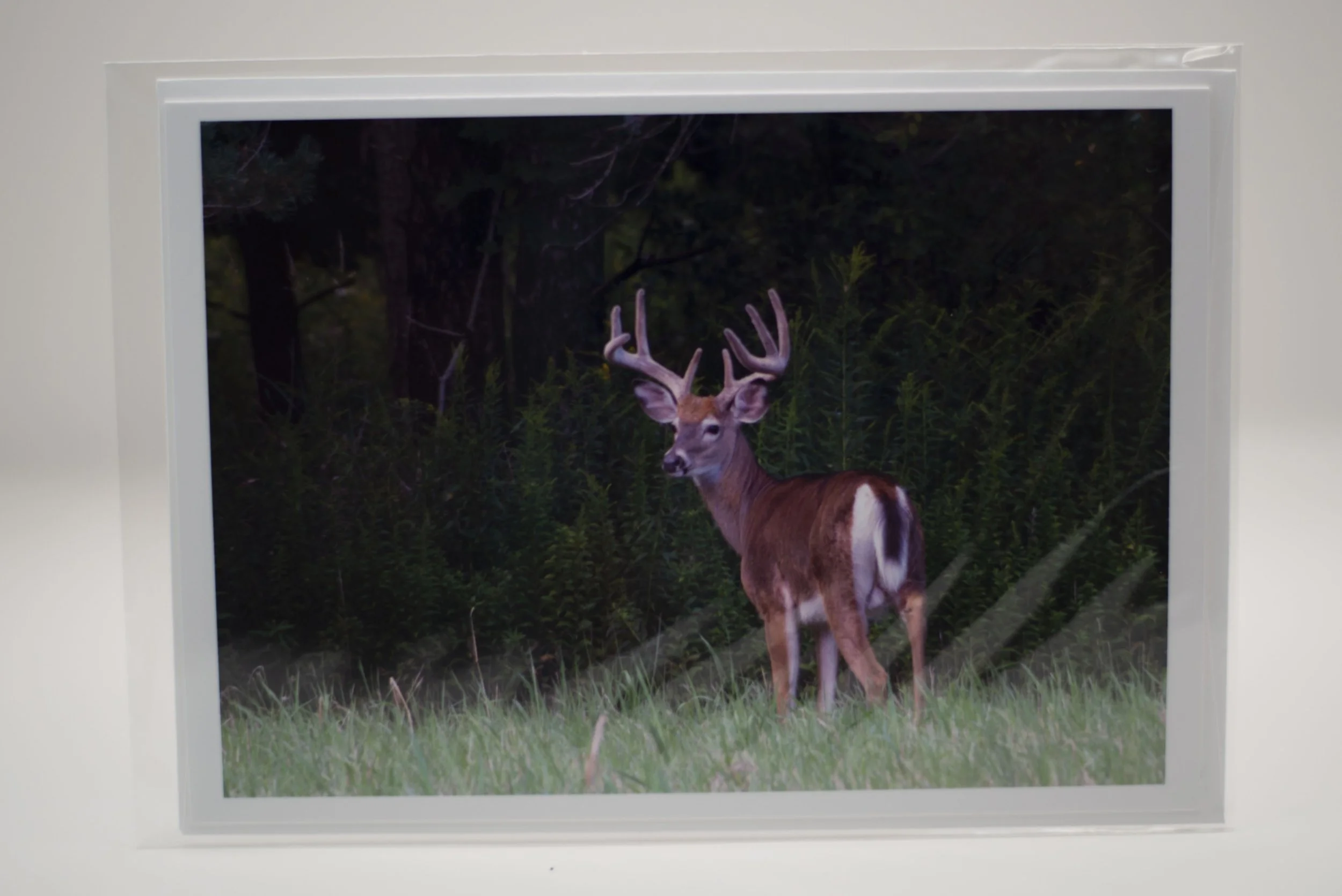Buck Notecard