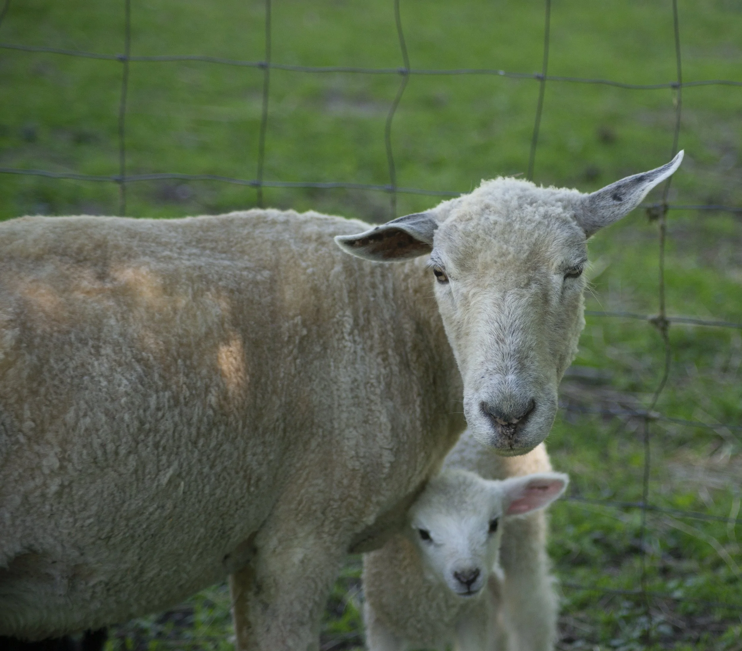 Momma & White Lamb