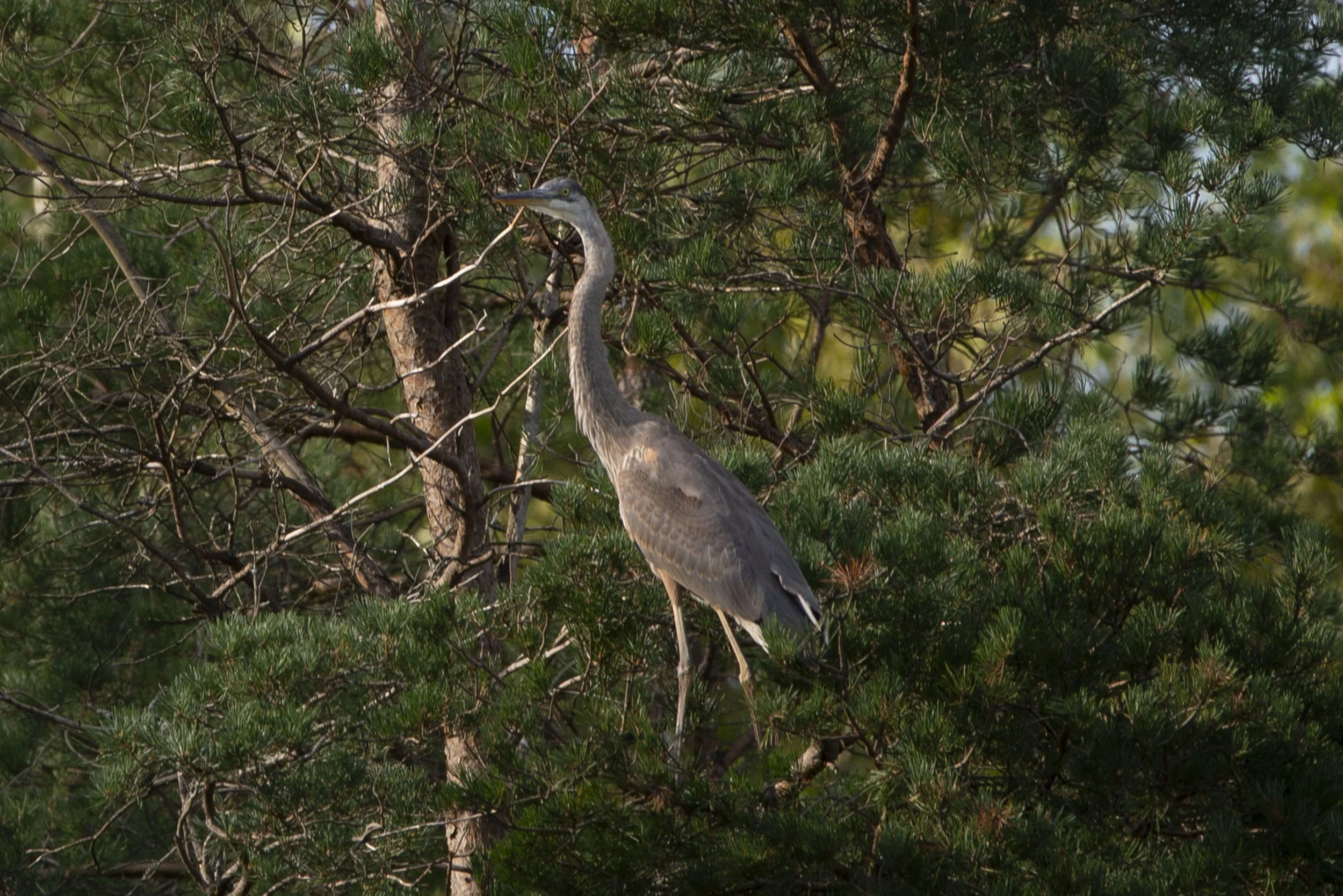Great Blue Heron in Tree