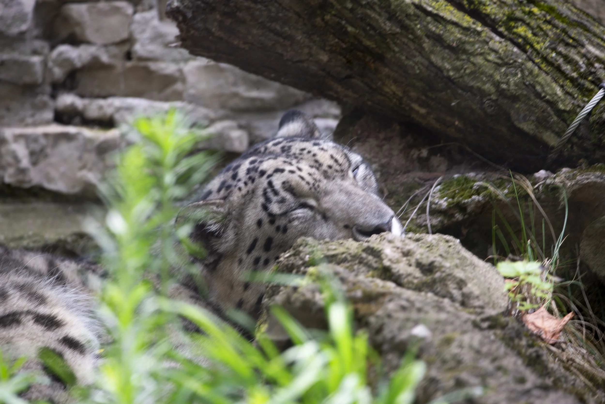 Snow Leopard Napping
