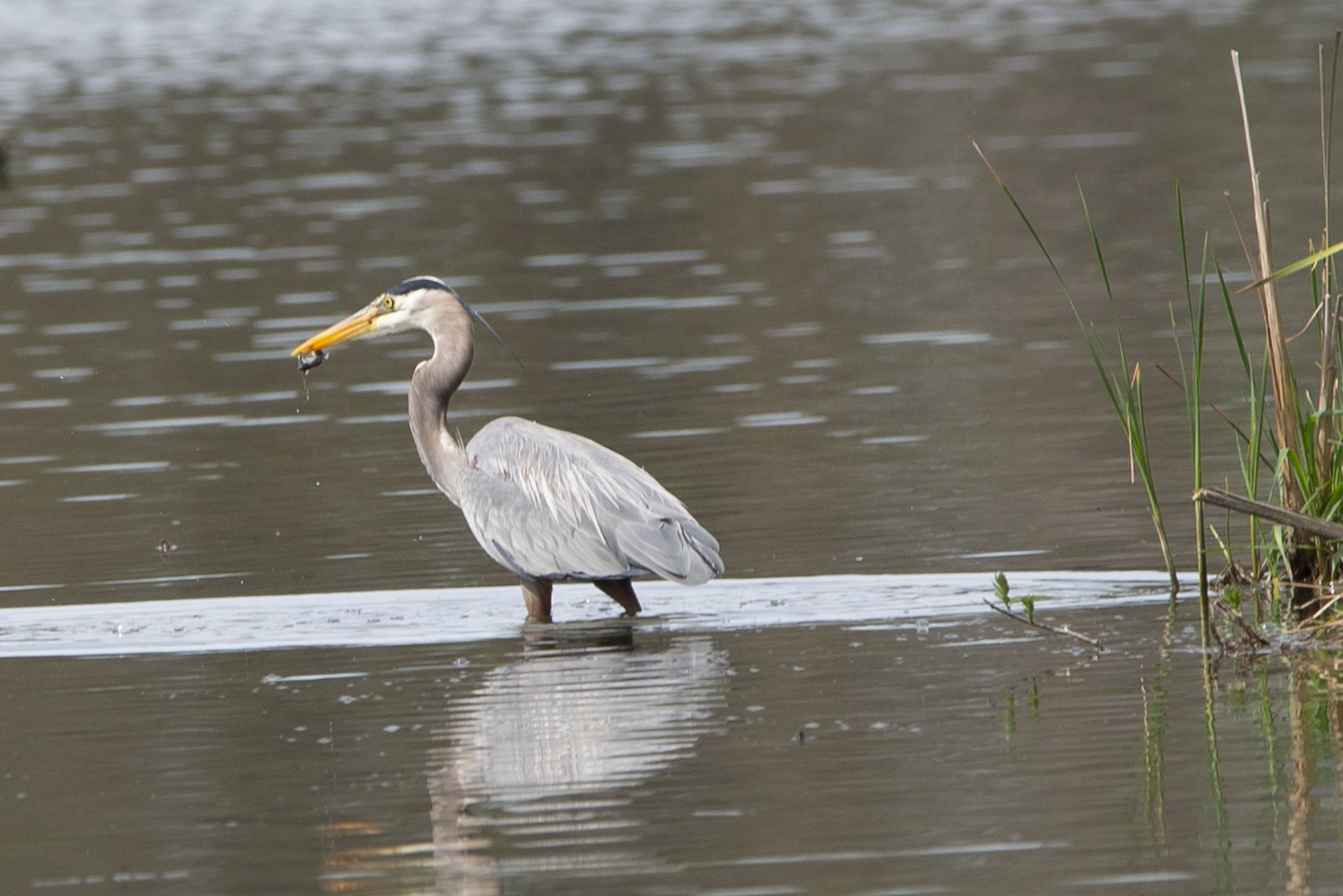 Blue Heron with Catch