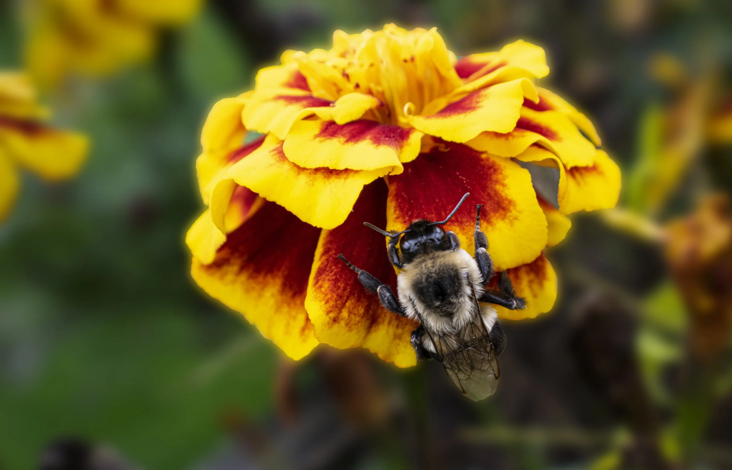 Bee on Marigold