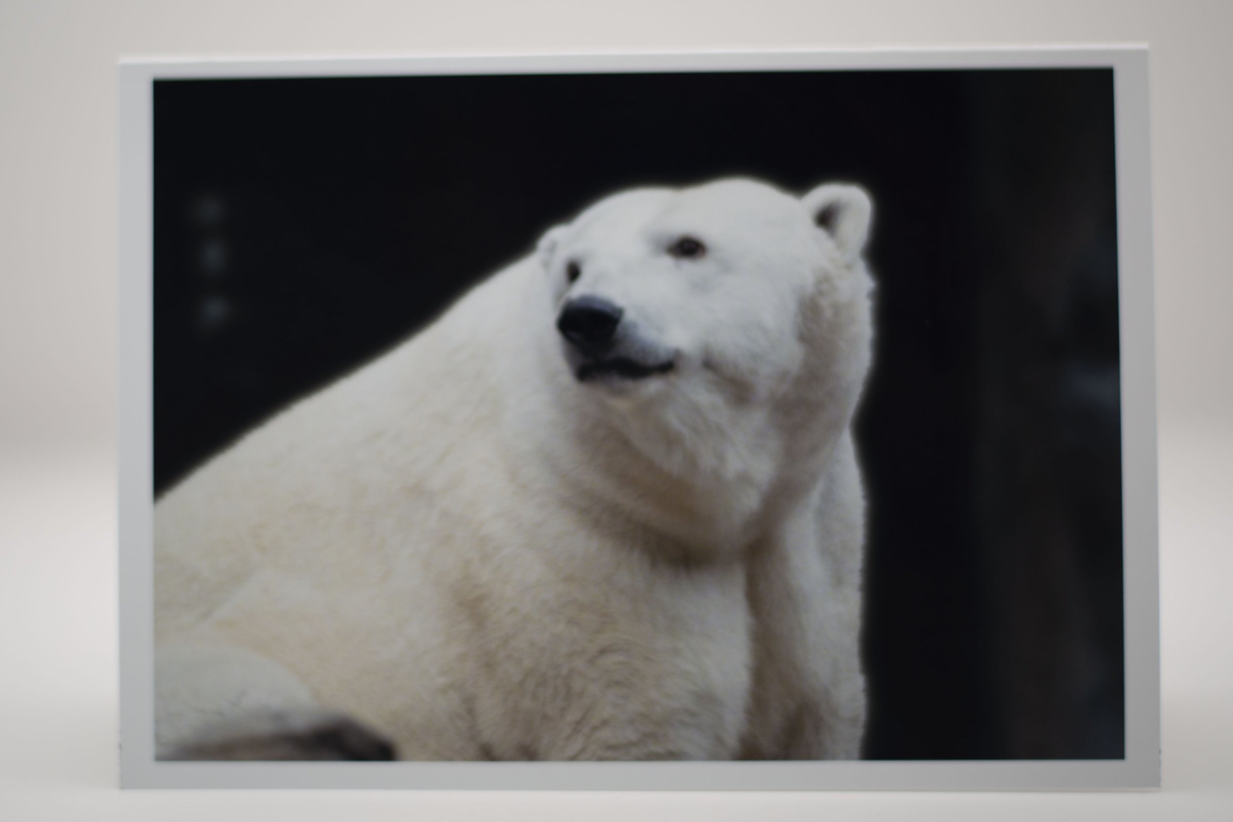 Polar Bear Notecard