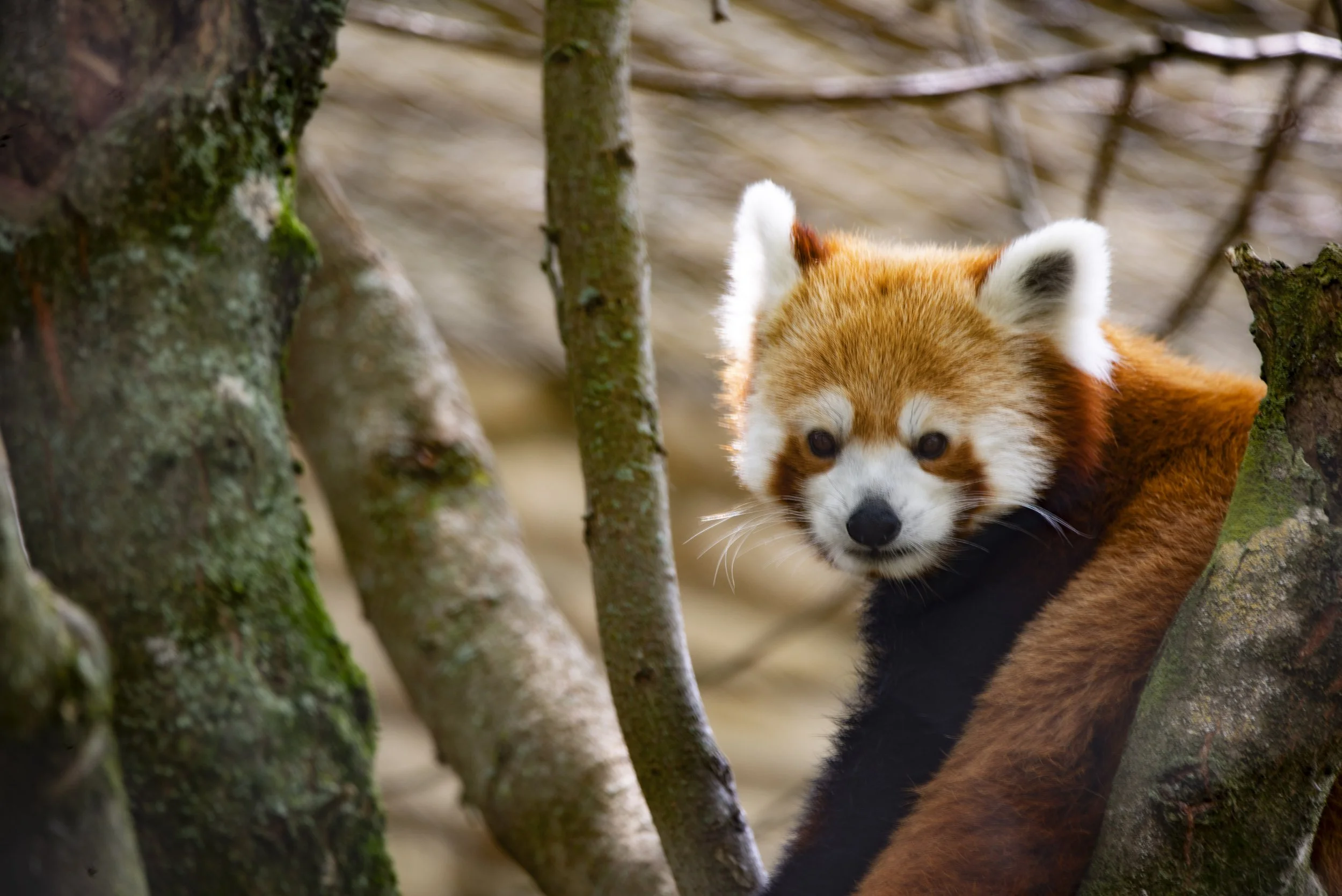 Red Panda