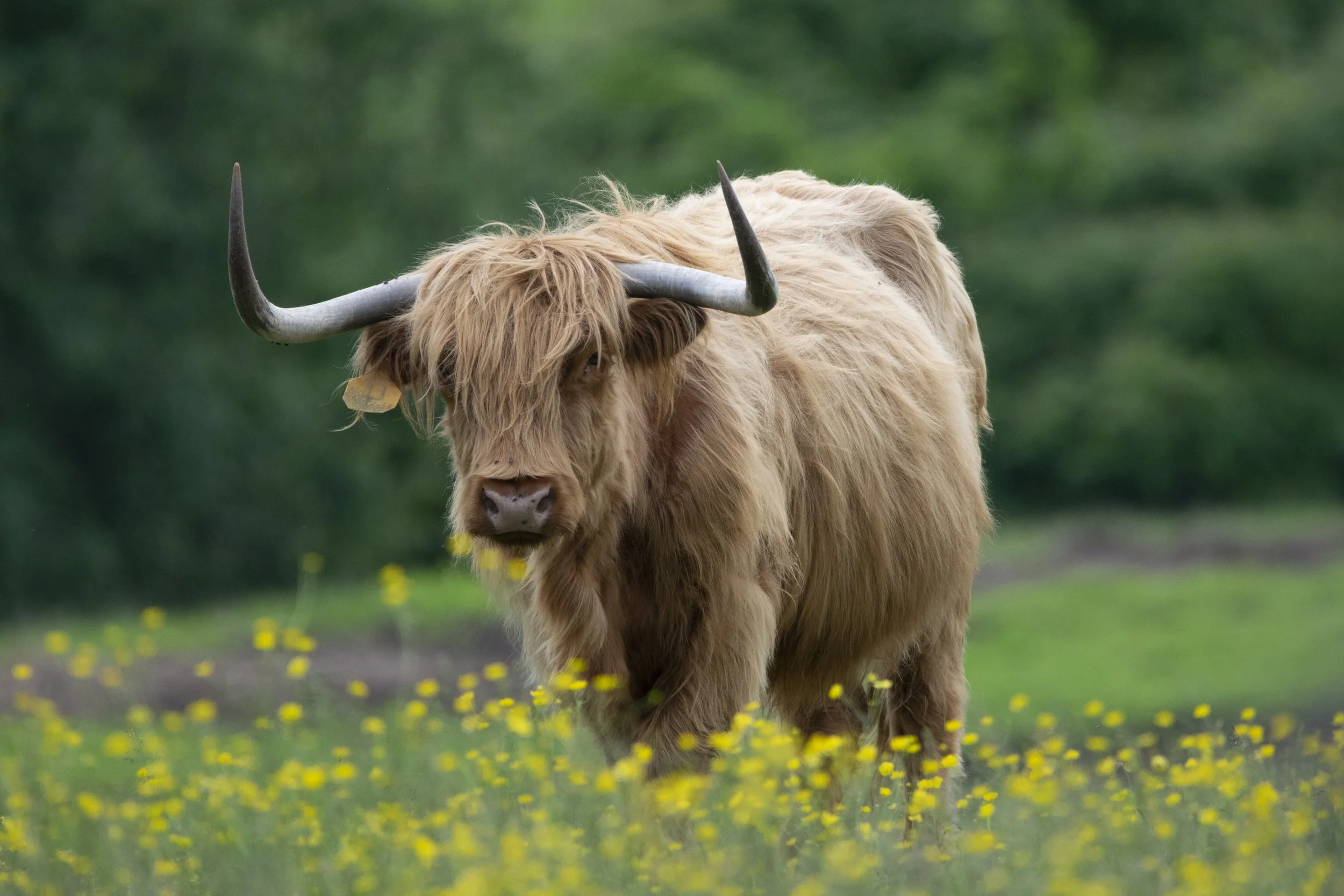 Highland Cow